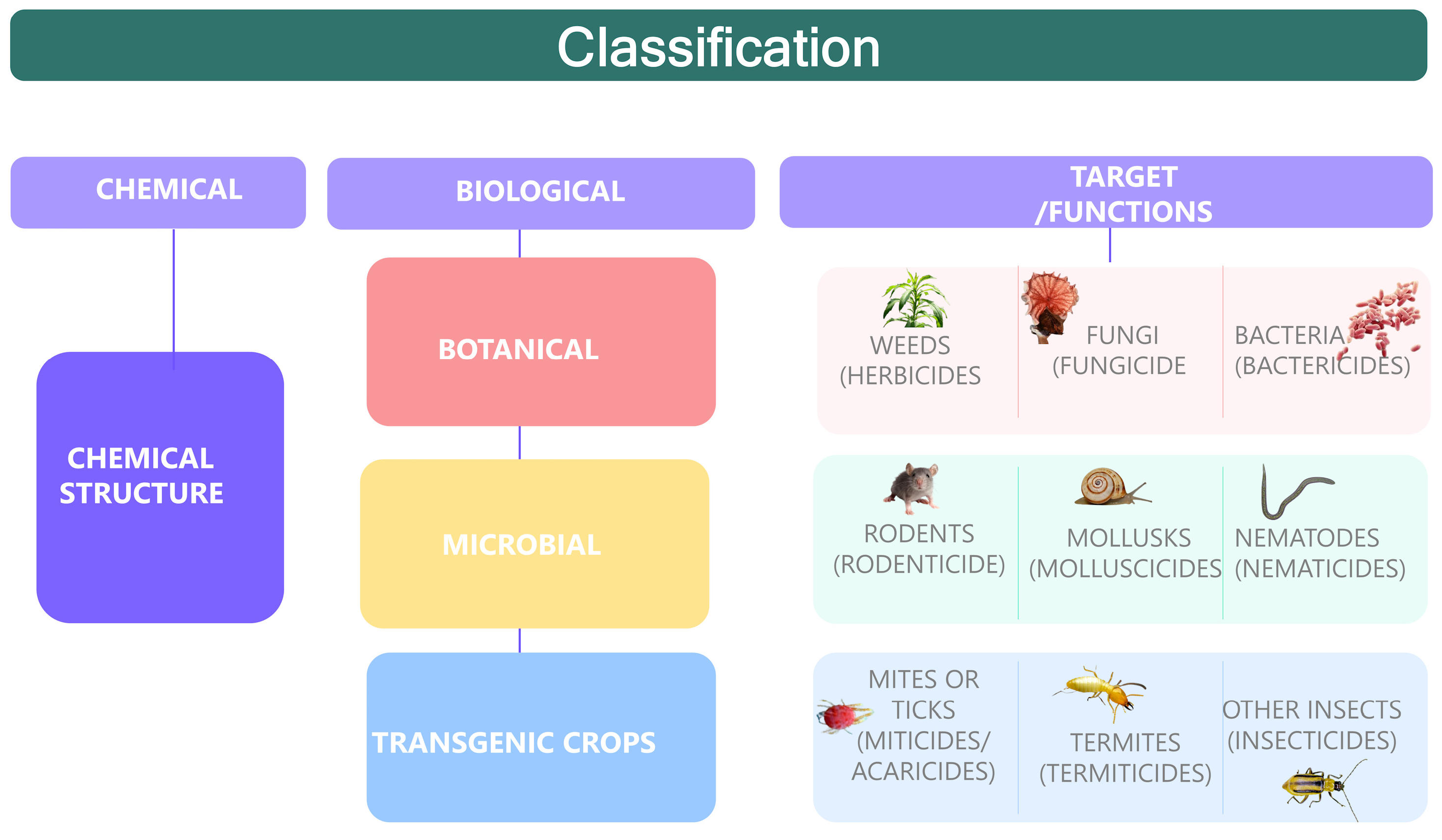 Plants 13 02762 g001