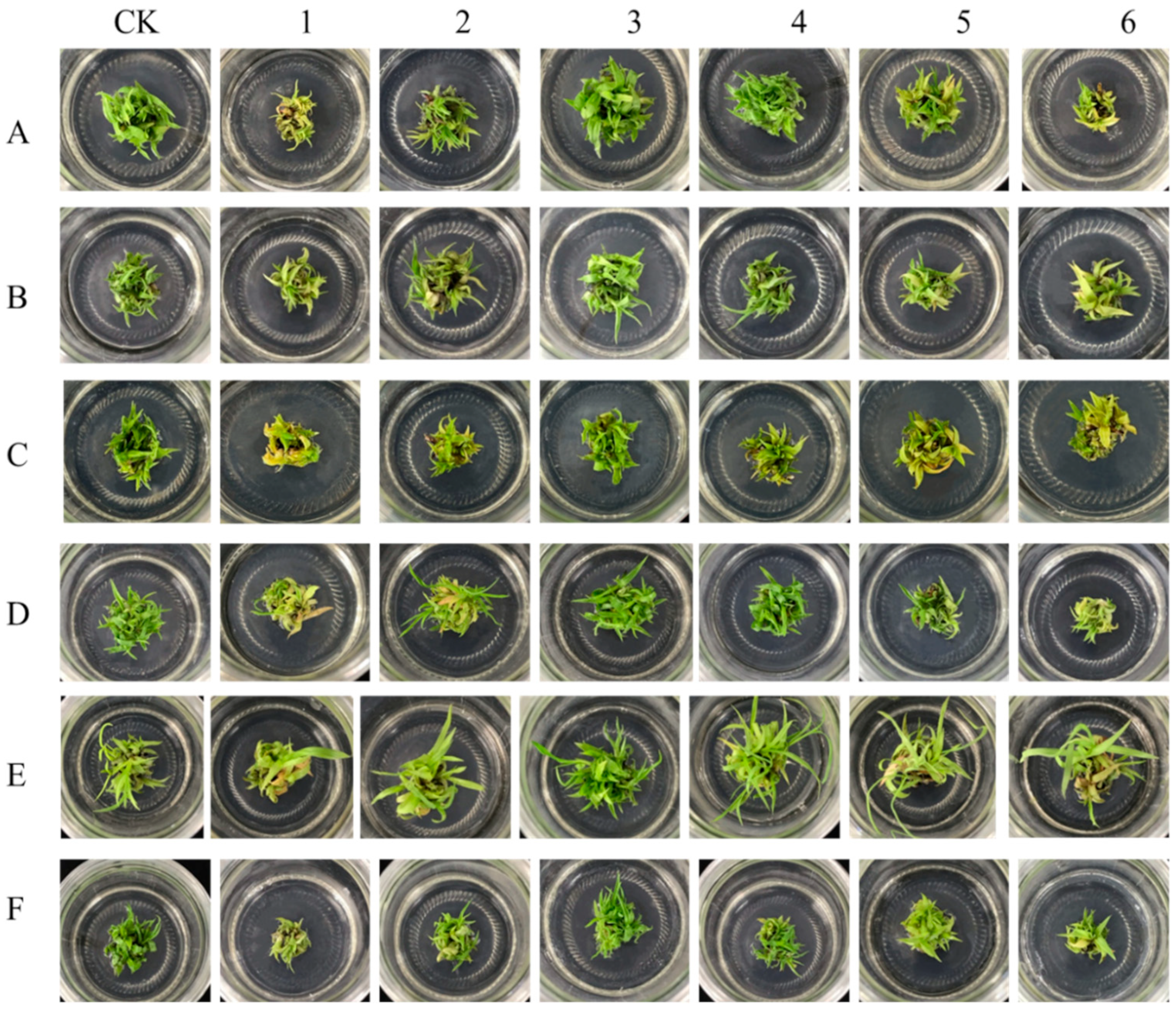 Plants 13 02767 g001