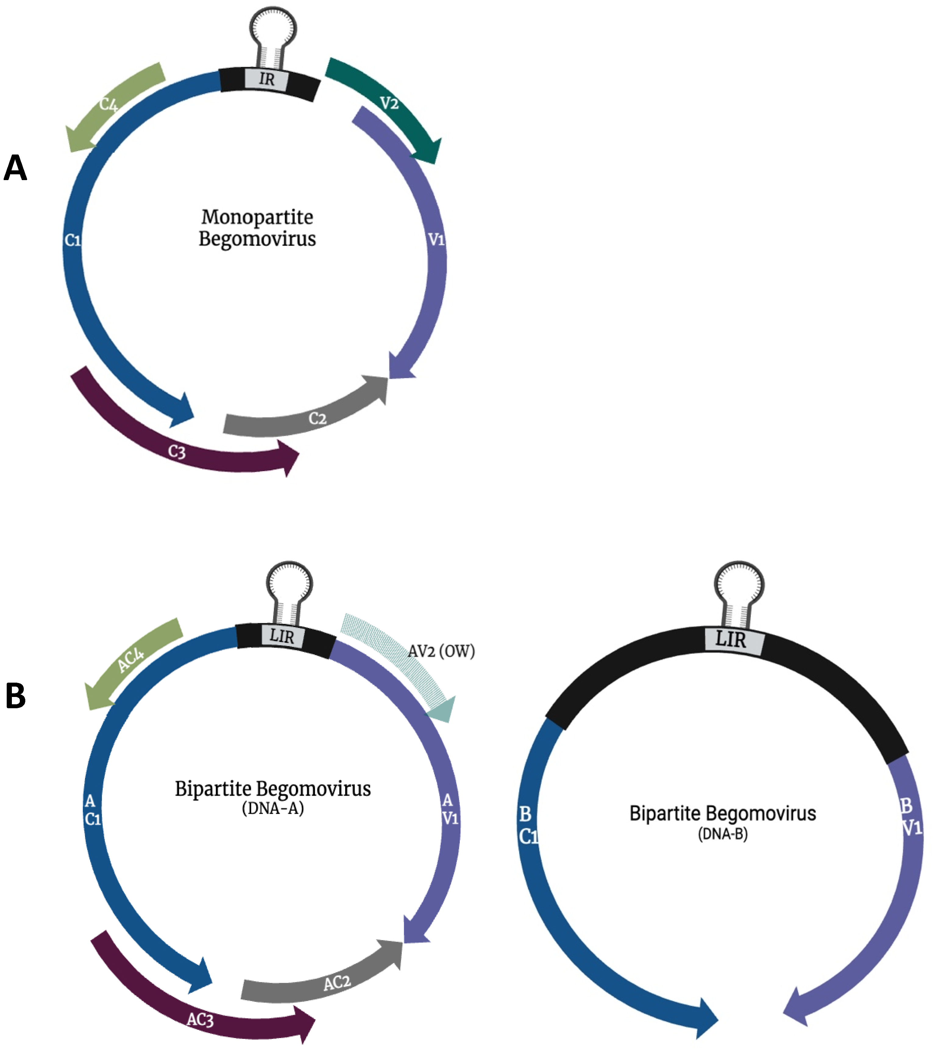 Plants 13 02768 g001