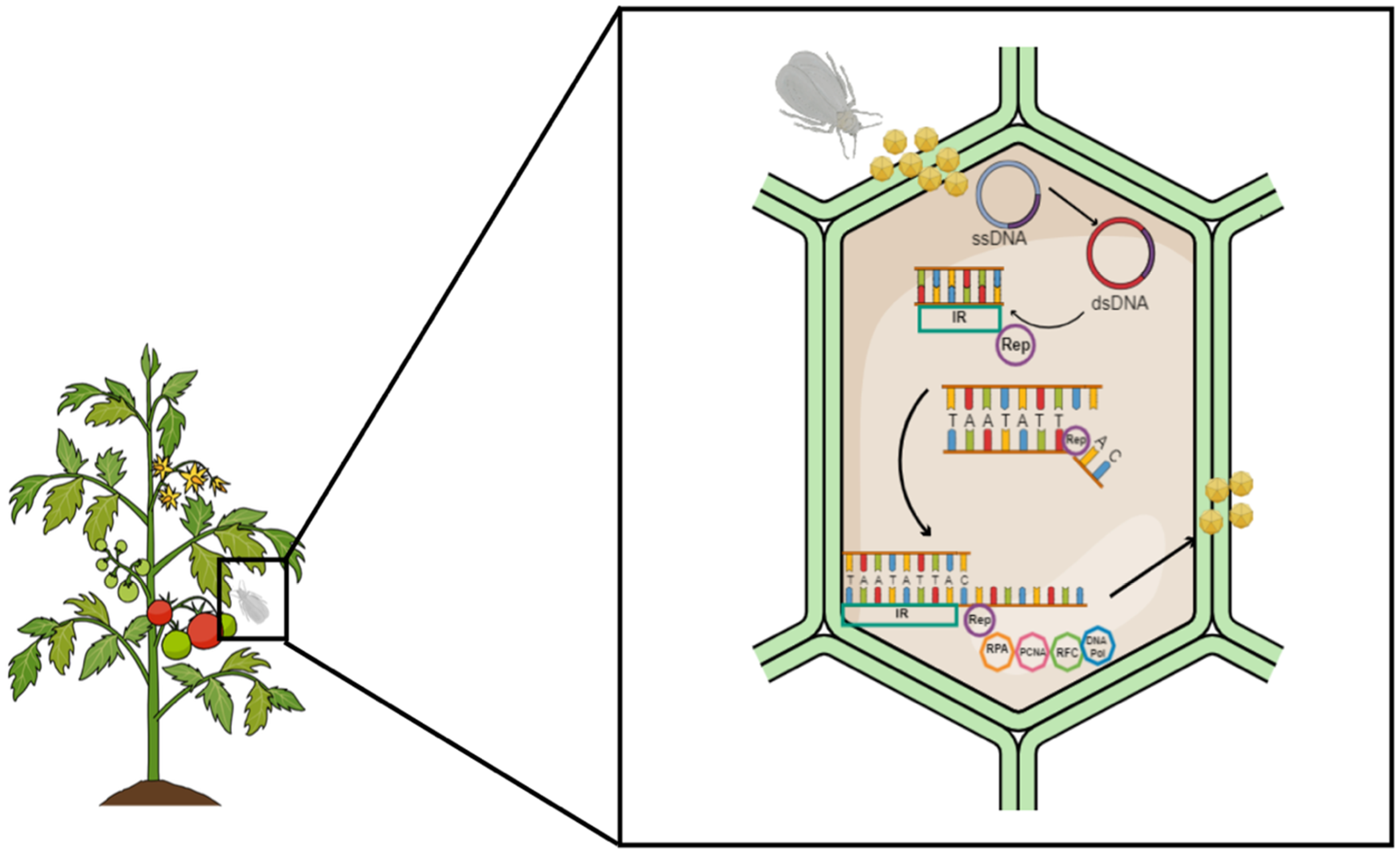 Plants 13 02768 g002