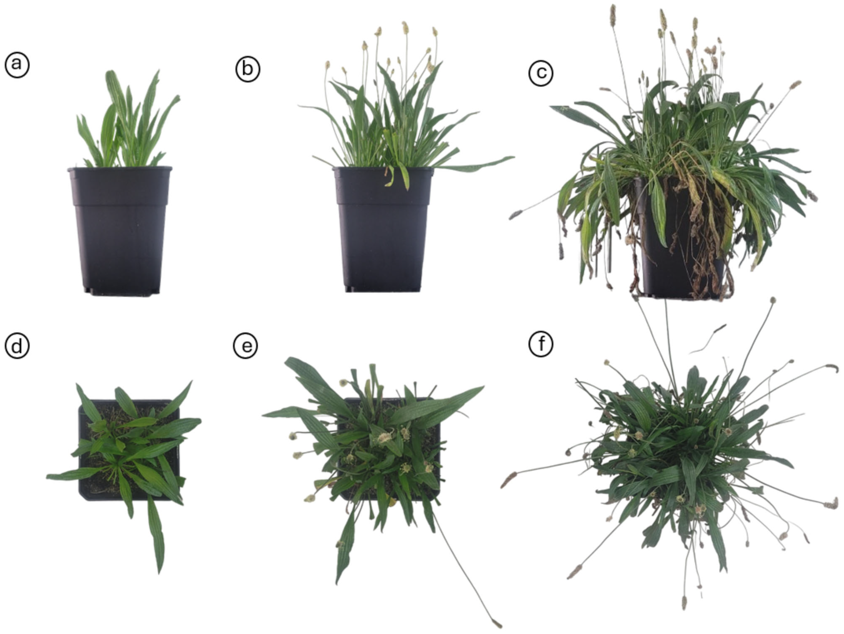 Plants 13 02773 g001