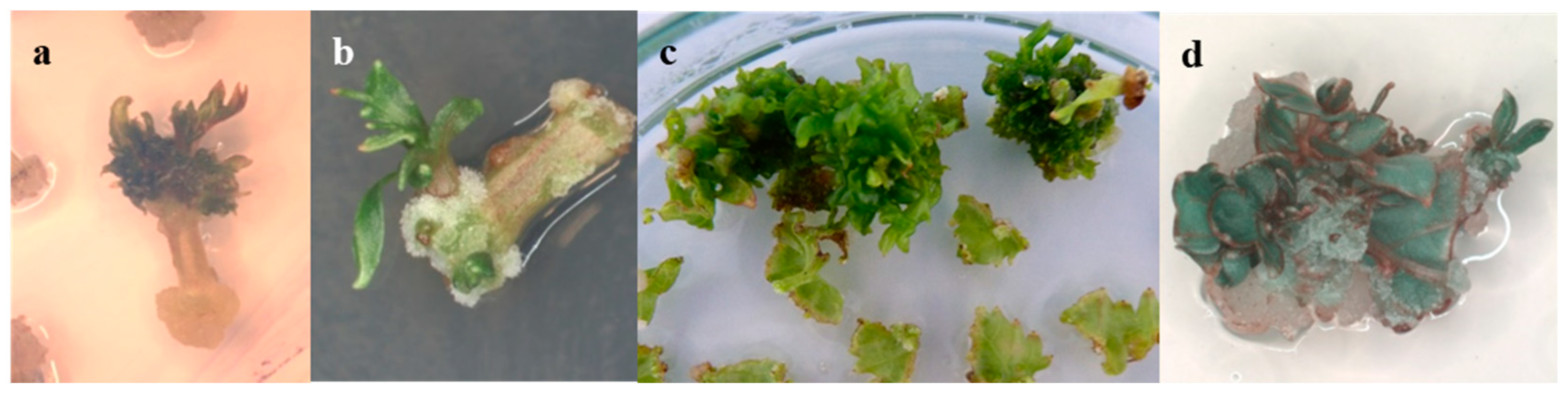 Plants 13 02779 g003