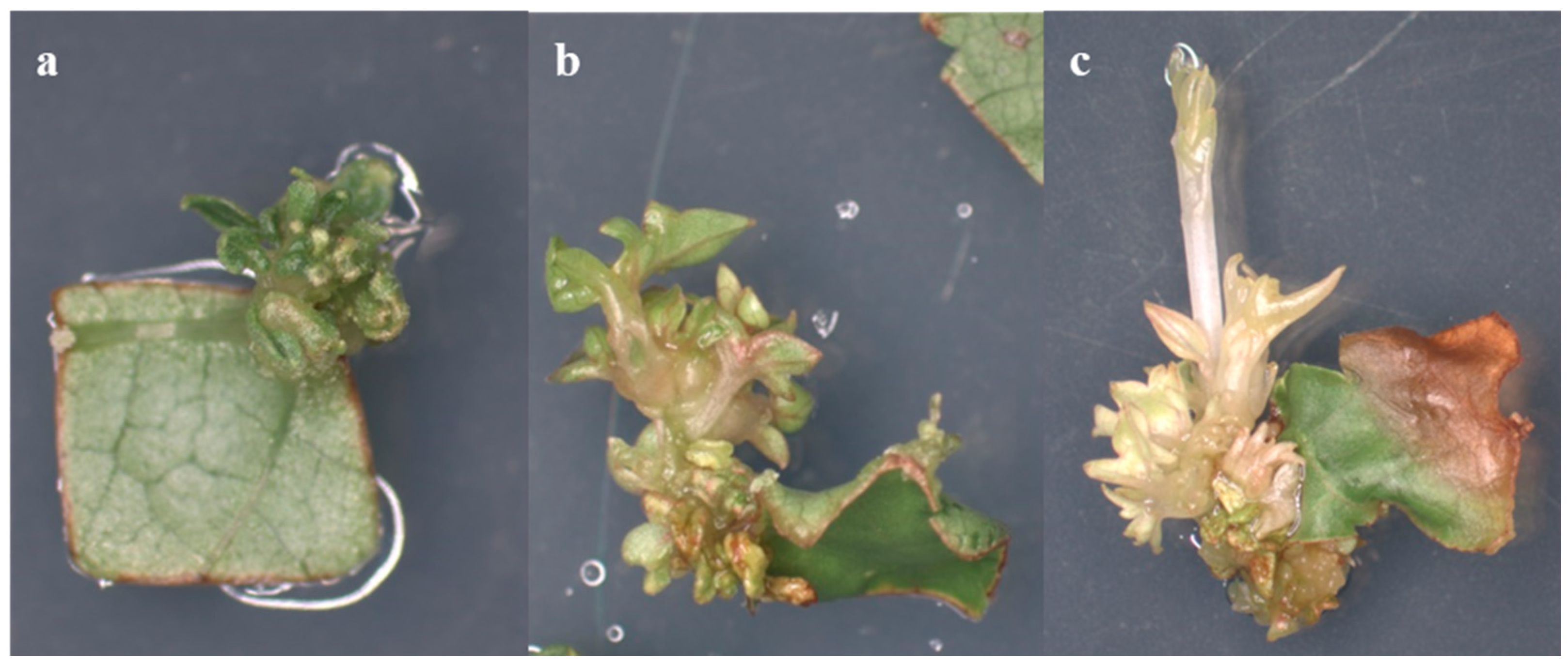 Plants 13 02779 g005