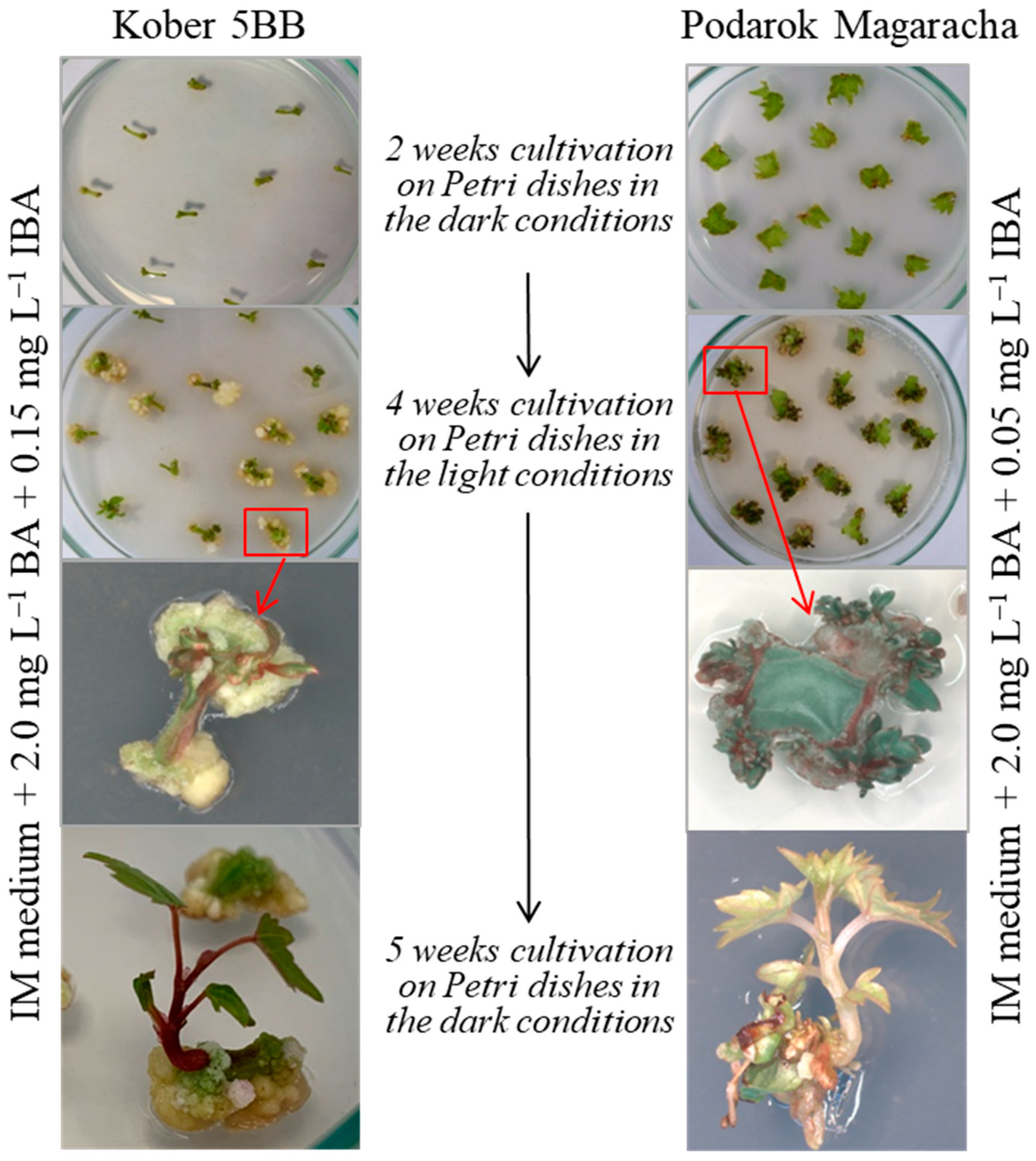 Plants 13 02779 g006