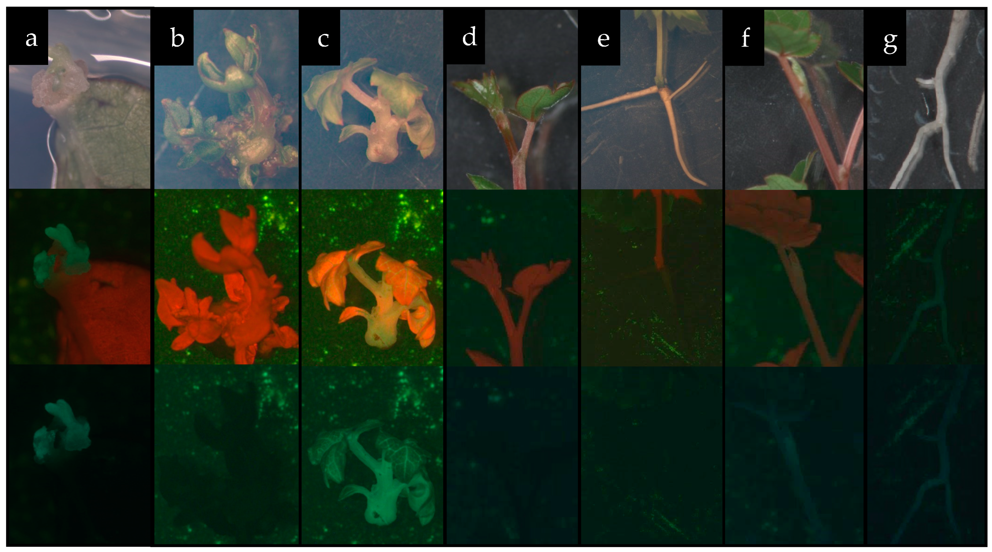 Plants 13 02779 g007