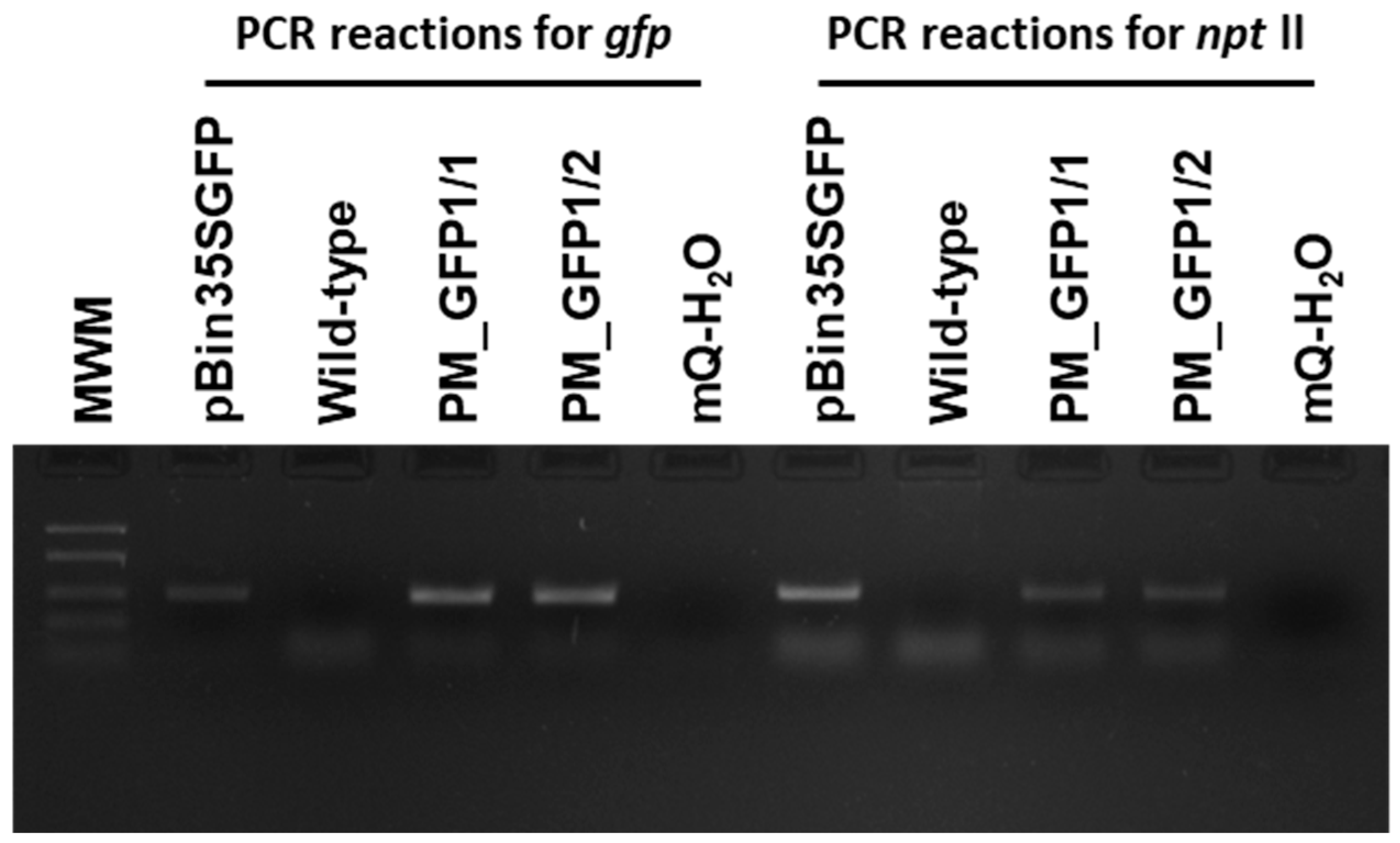 Plants 13 02779 g008