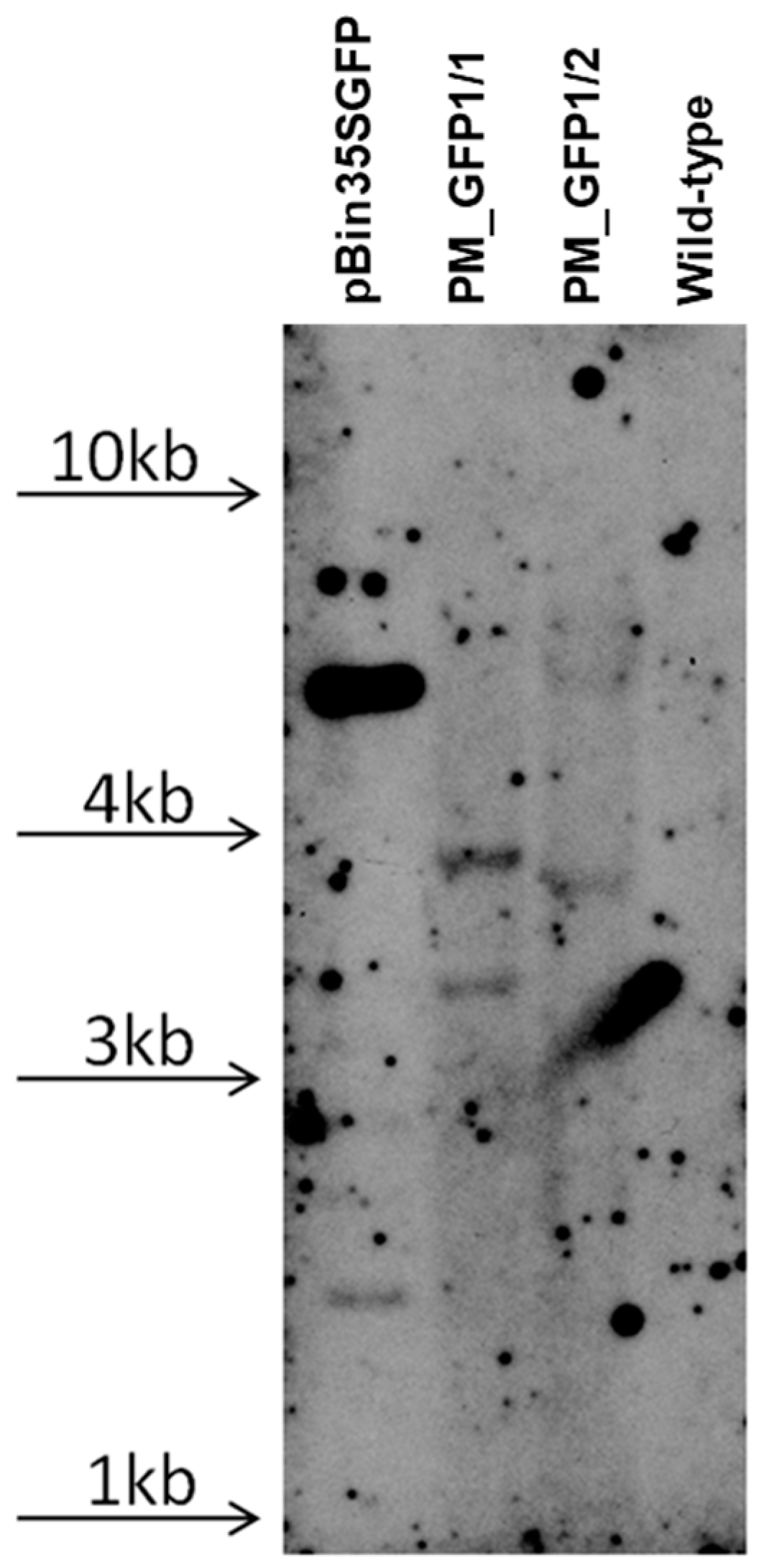 Plants 13 02779 g009