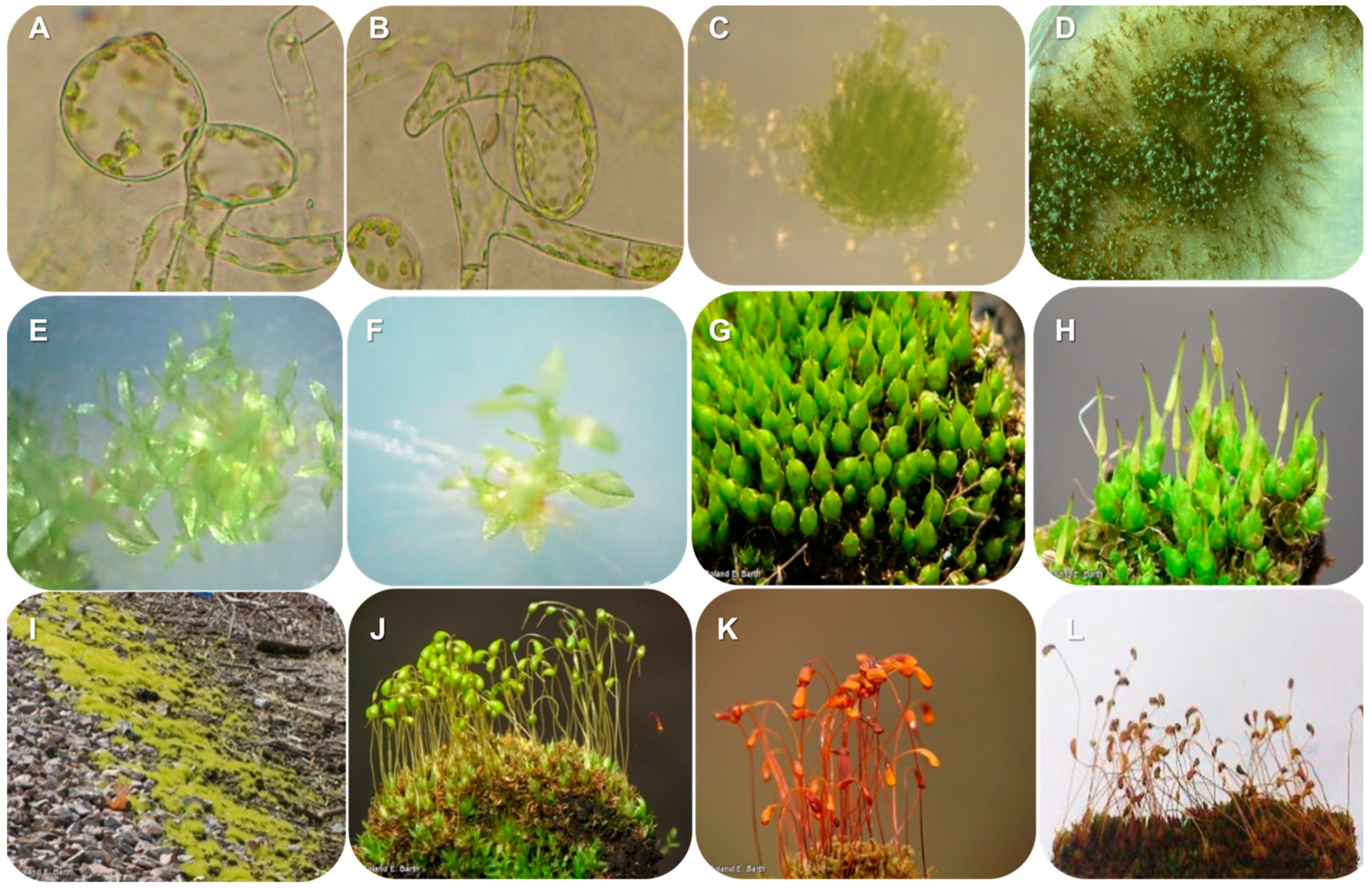 Plants 13 02785 g001