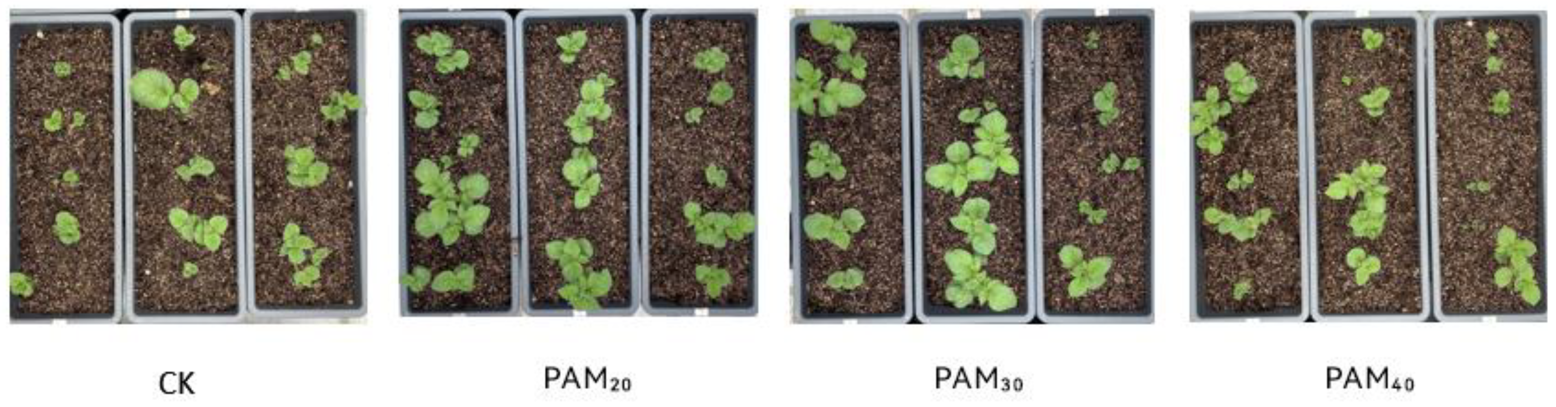 Plants 13 02796 g006