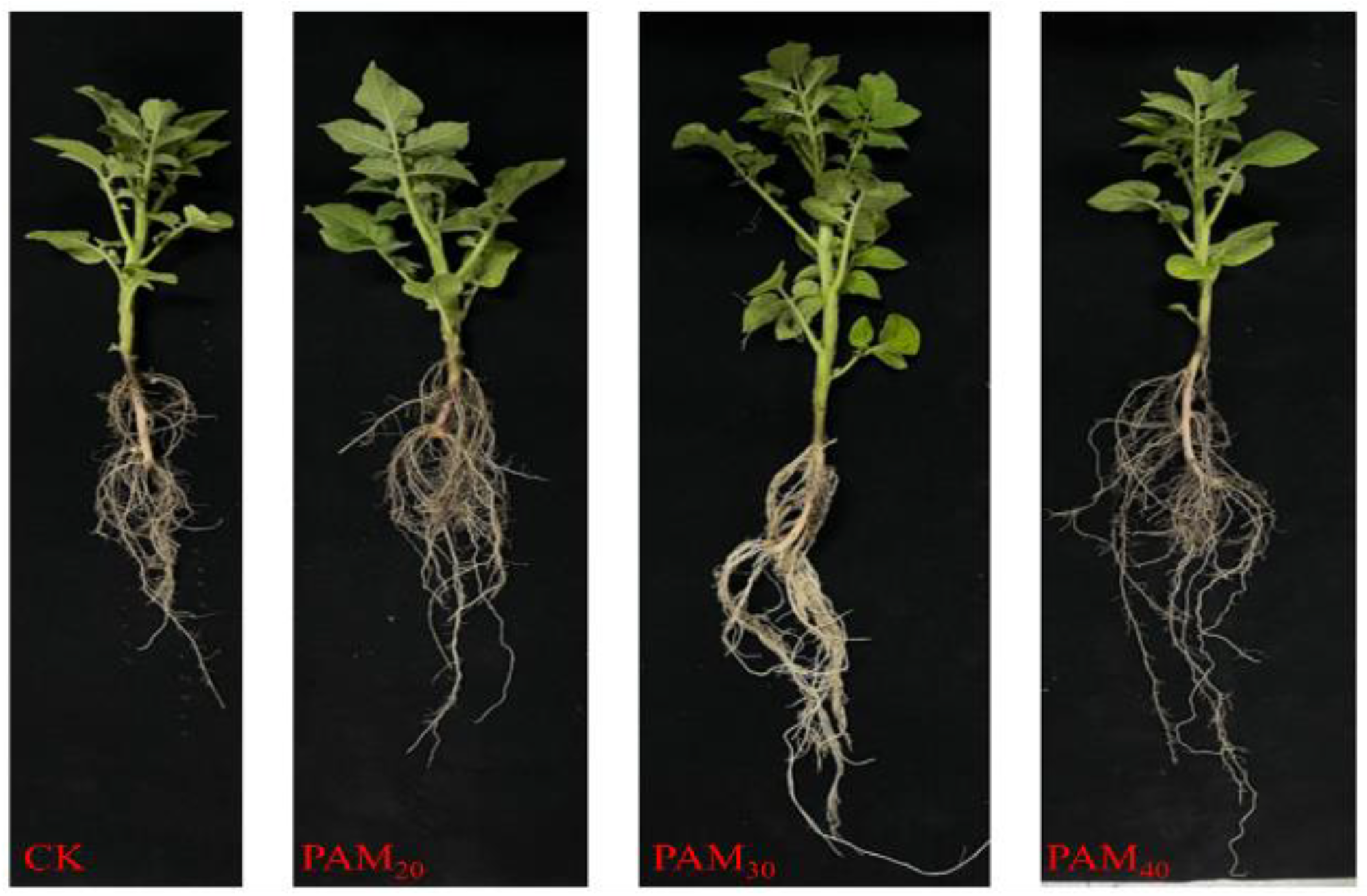 Plants 13 02796 g007