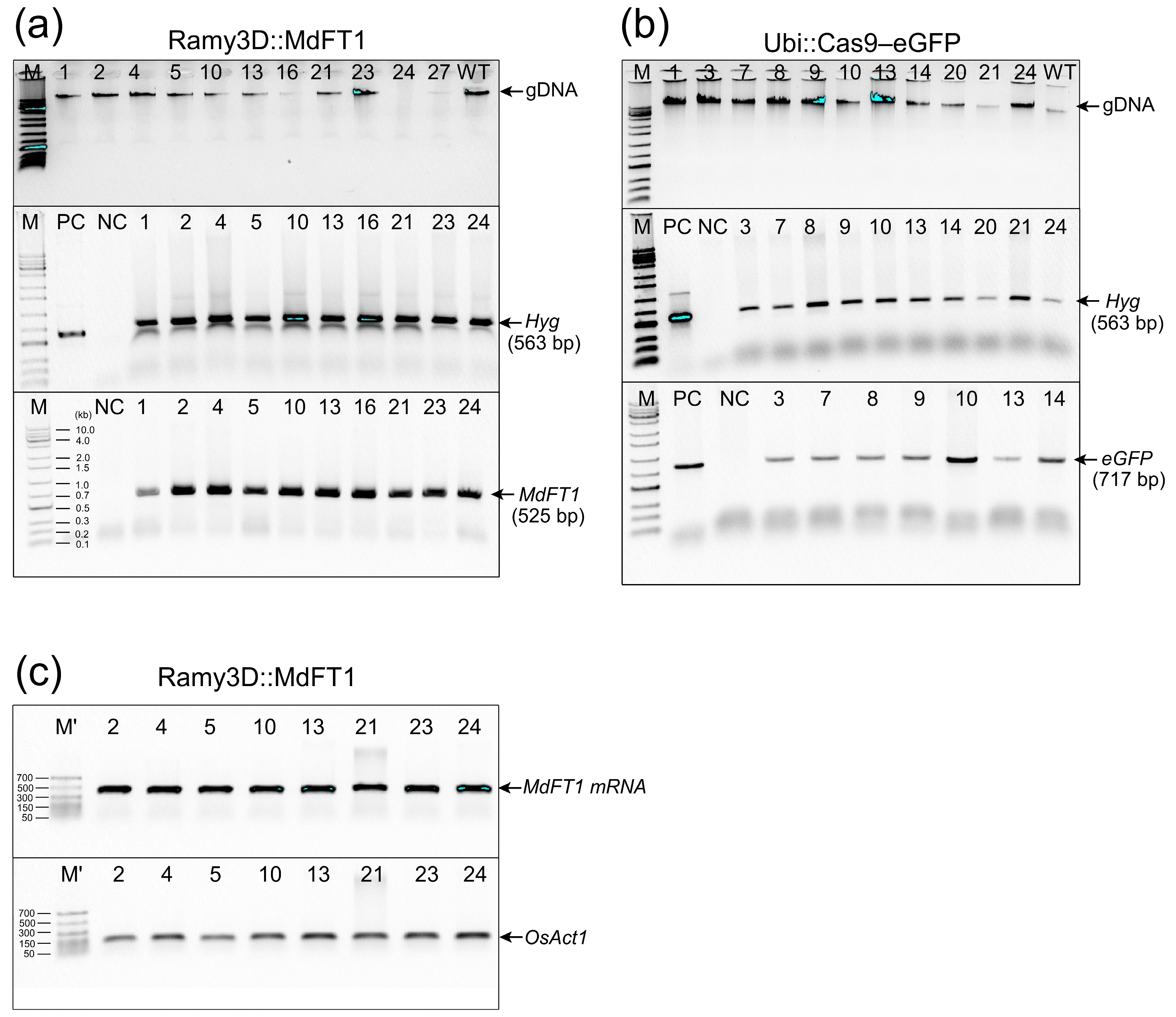 Plants 13 02803 g003