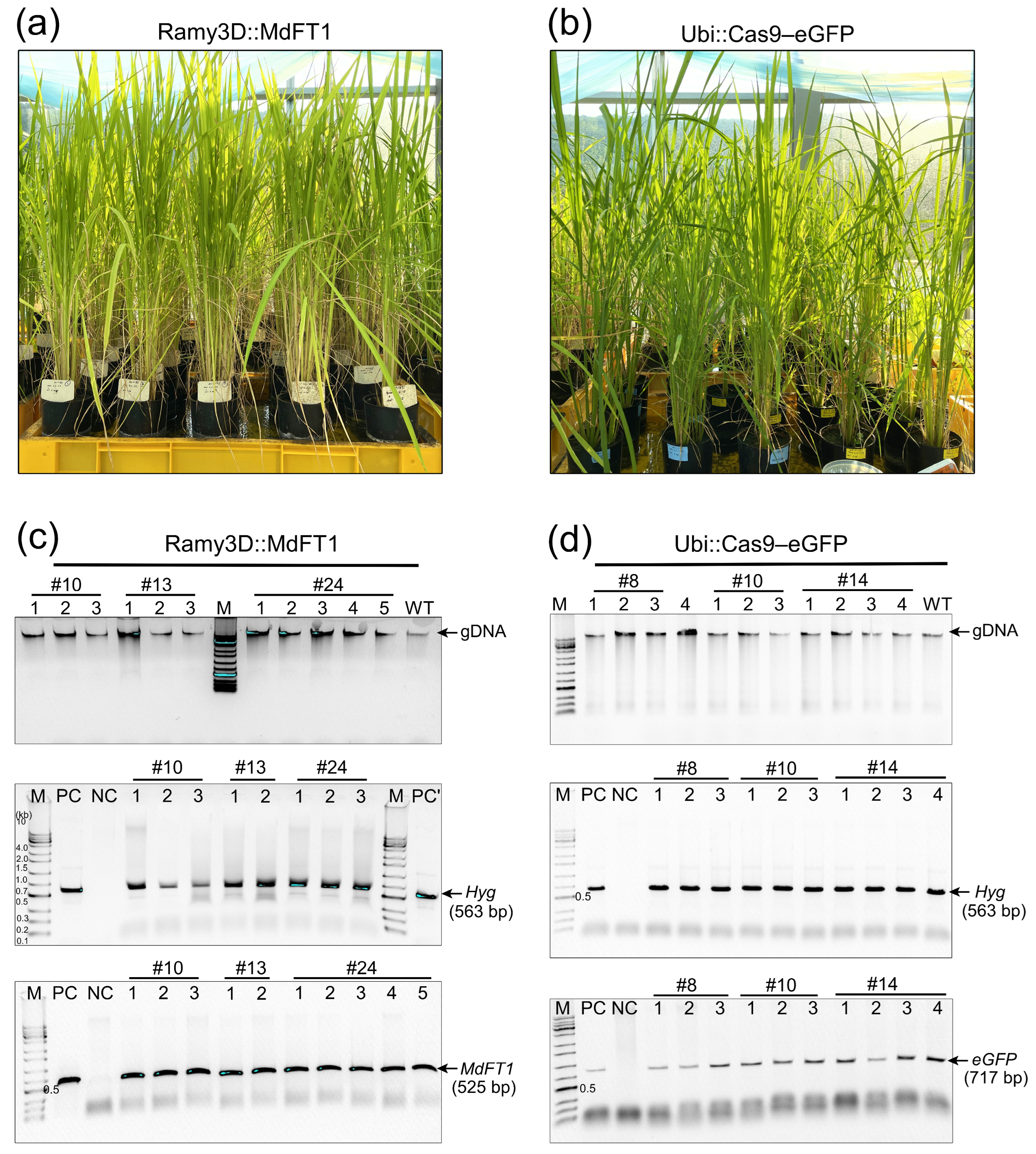 Plants 13 02803 g004