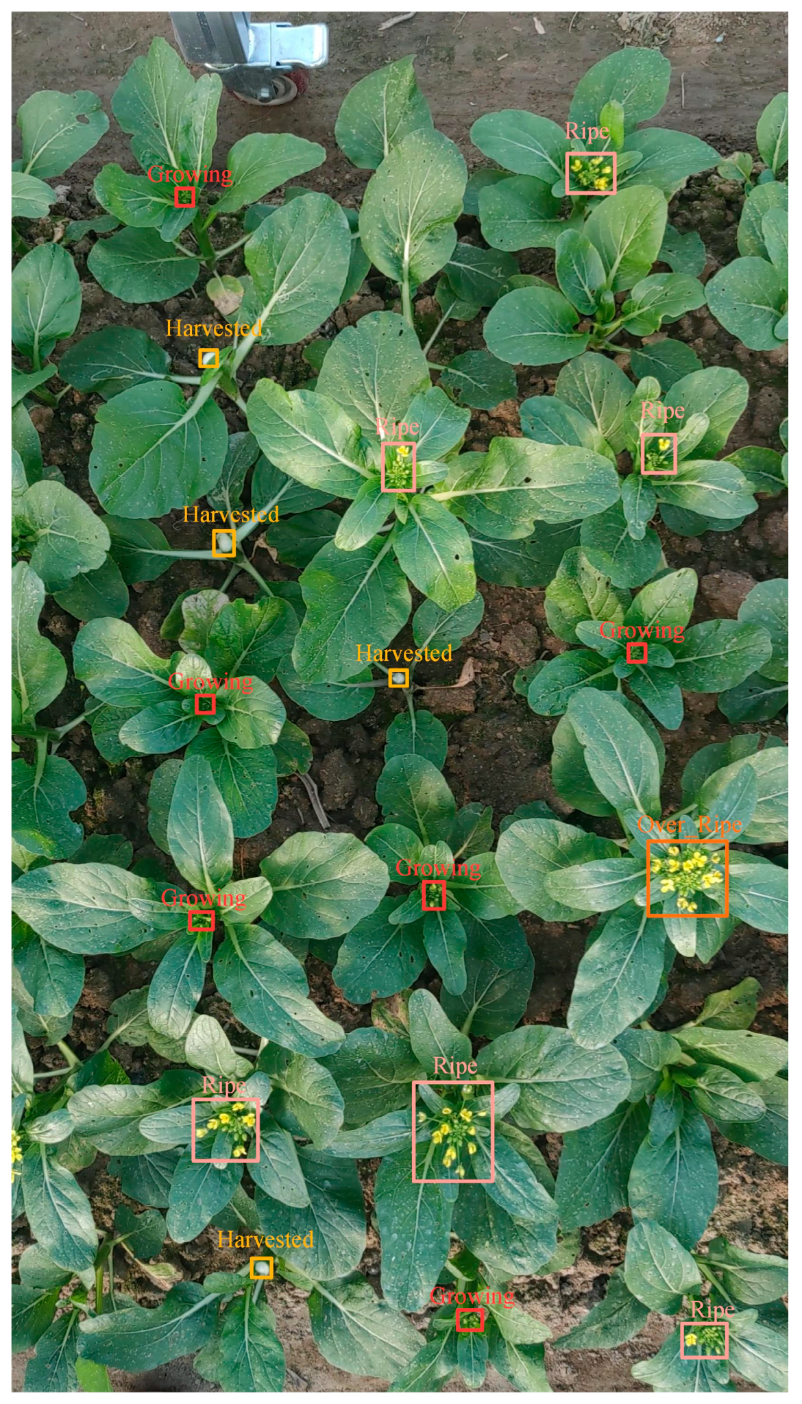 Plants 13 02808 g001