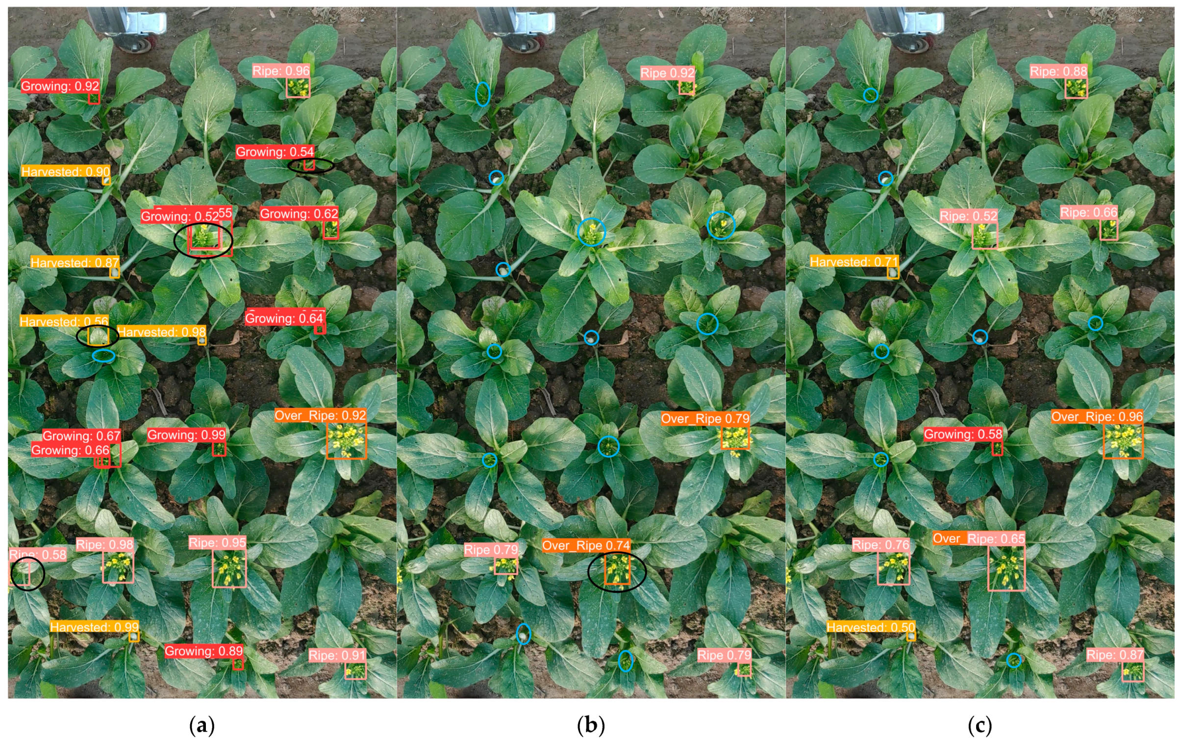 Plants 13 02808 g002a