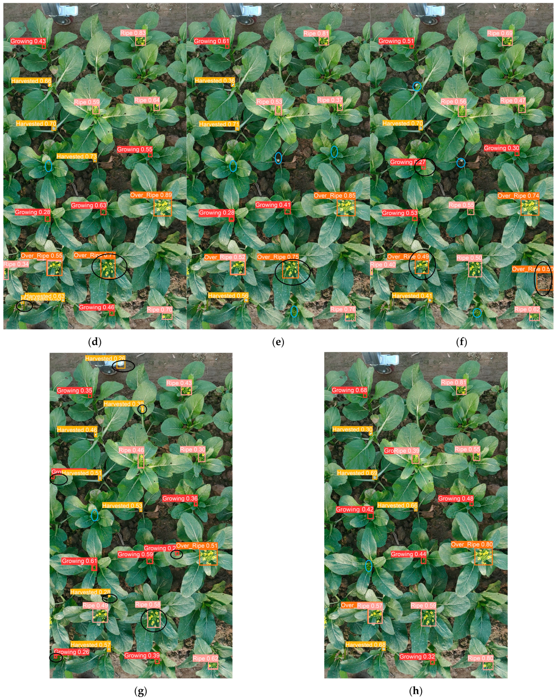 Plants 13 02808 g002b