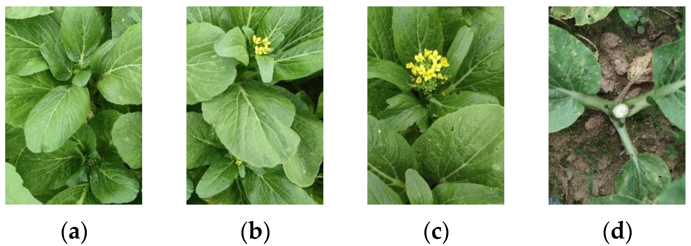 Plants 13 02808 g007