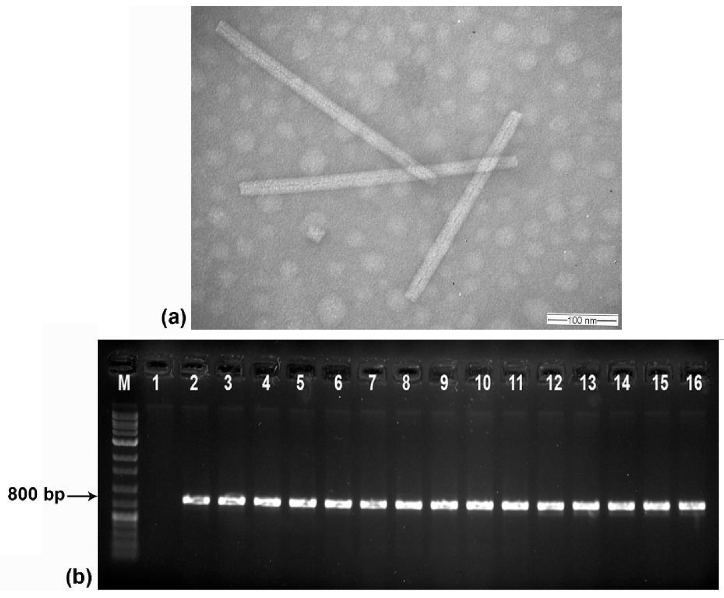 Plants 13 02811 g002