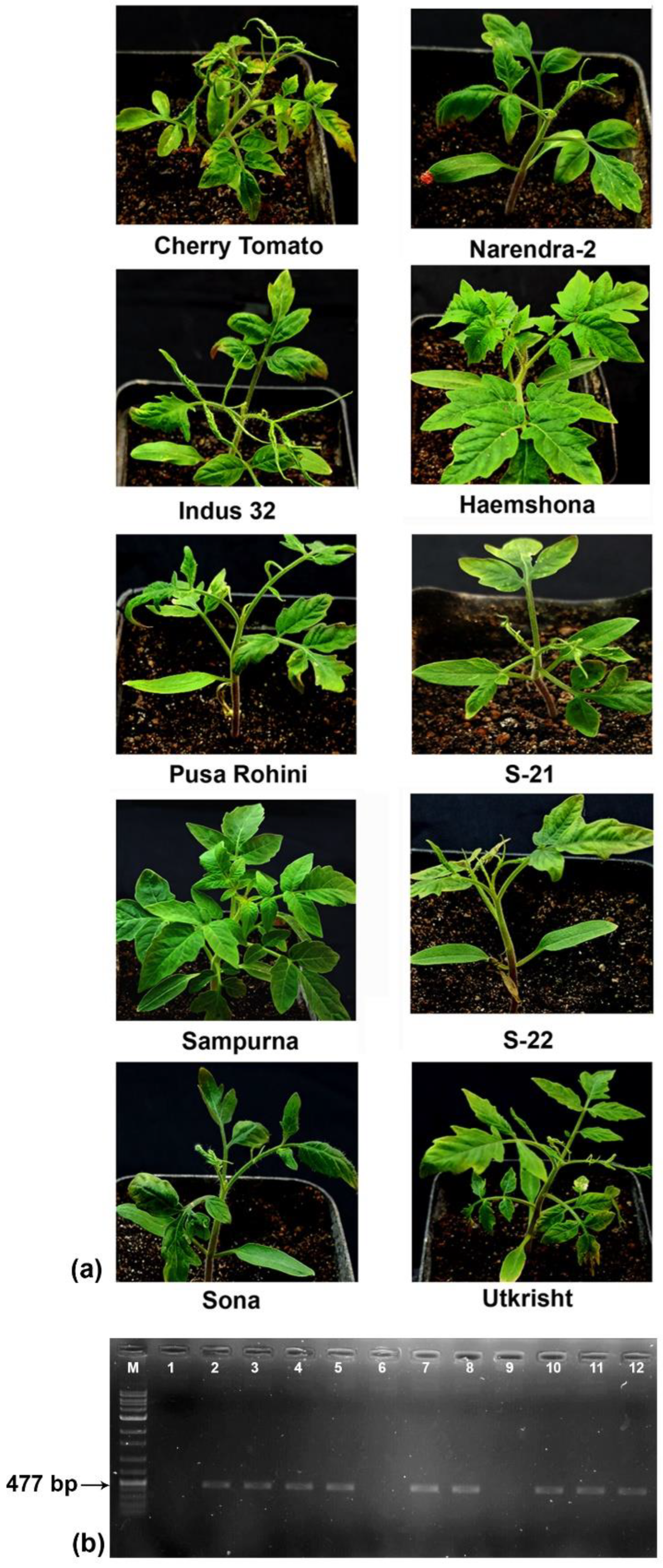 Plants 13 02811 g005