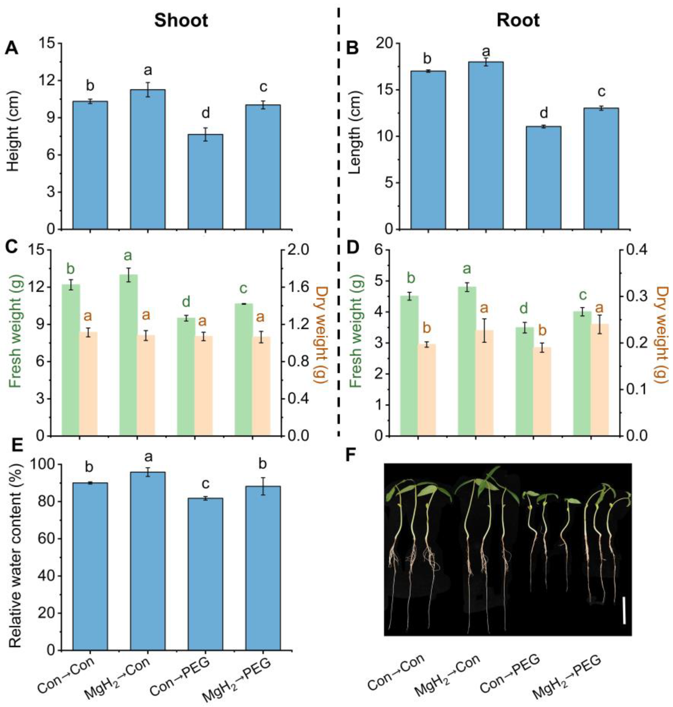 Plants 13 02819 g004