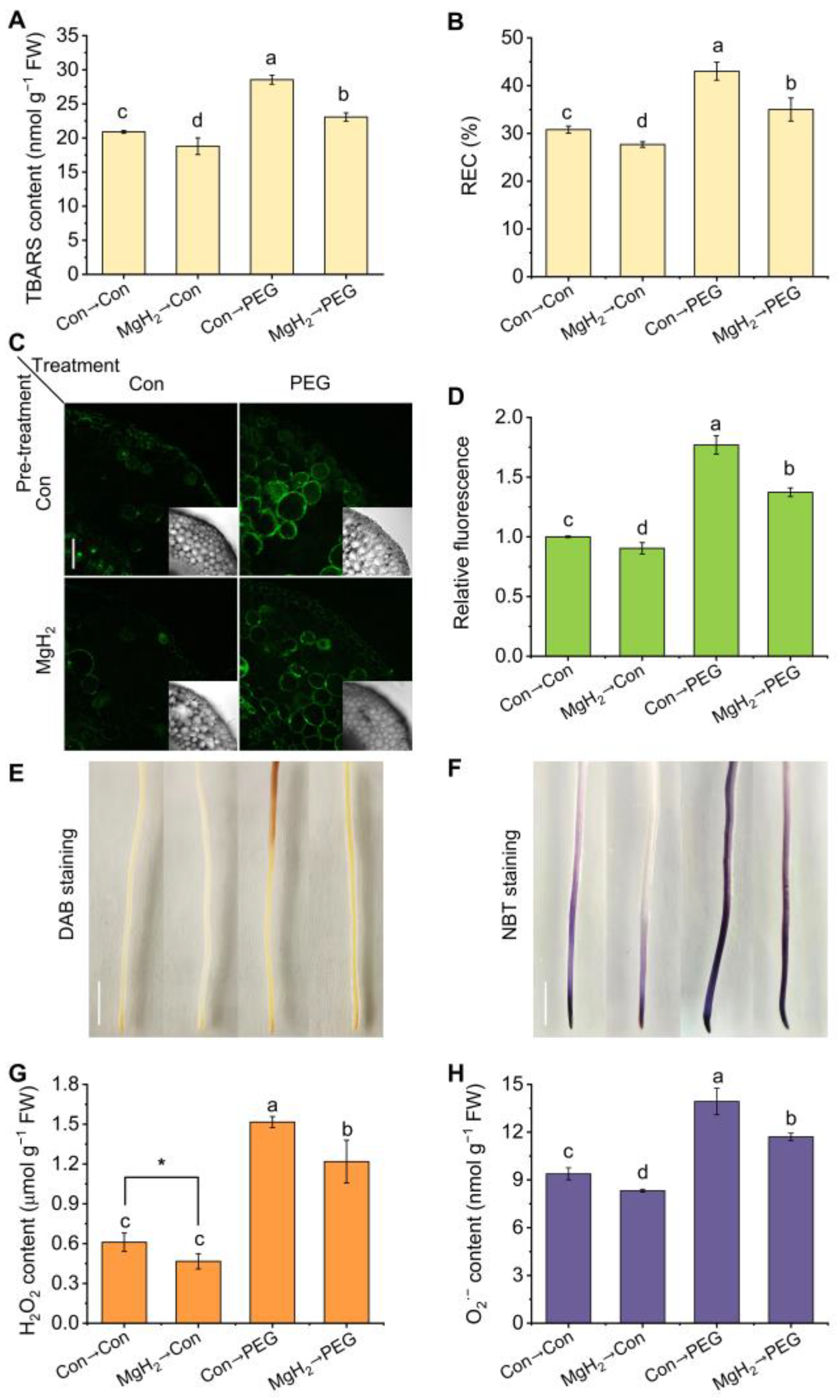 Plants 13 02819 g006
