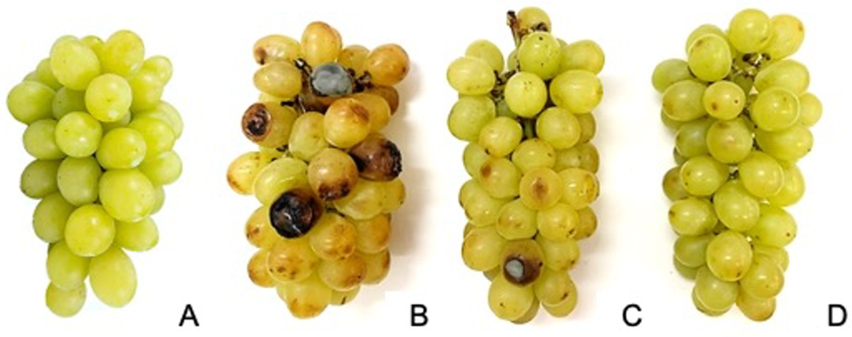 Plants 13 02827 g002