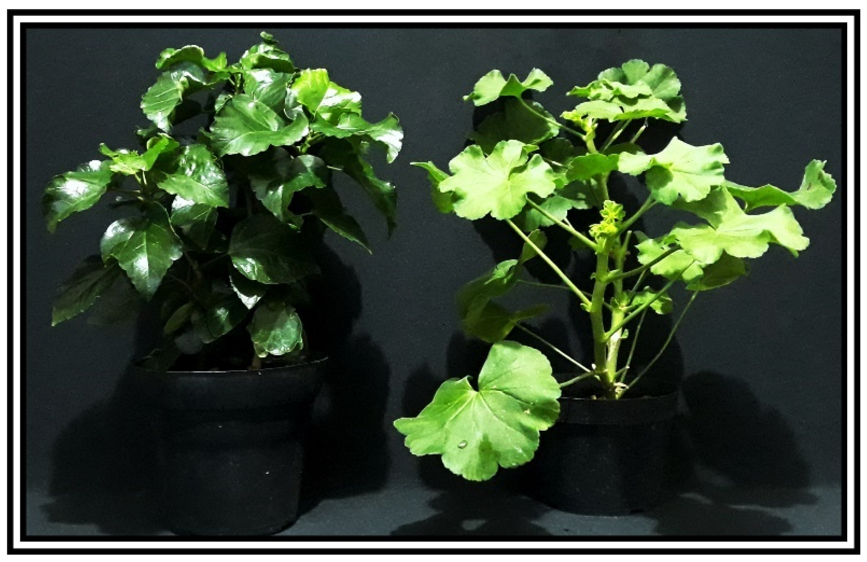 Plants 13 02831 g001