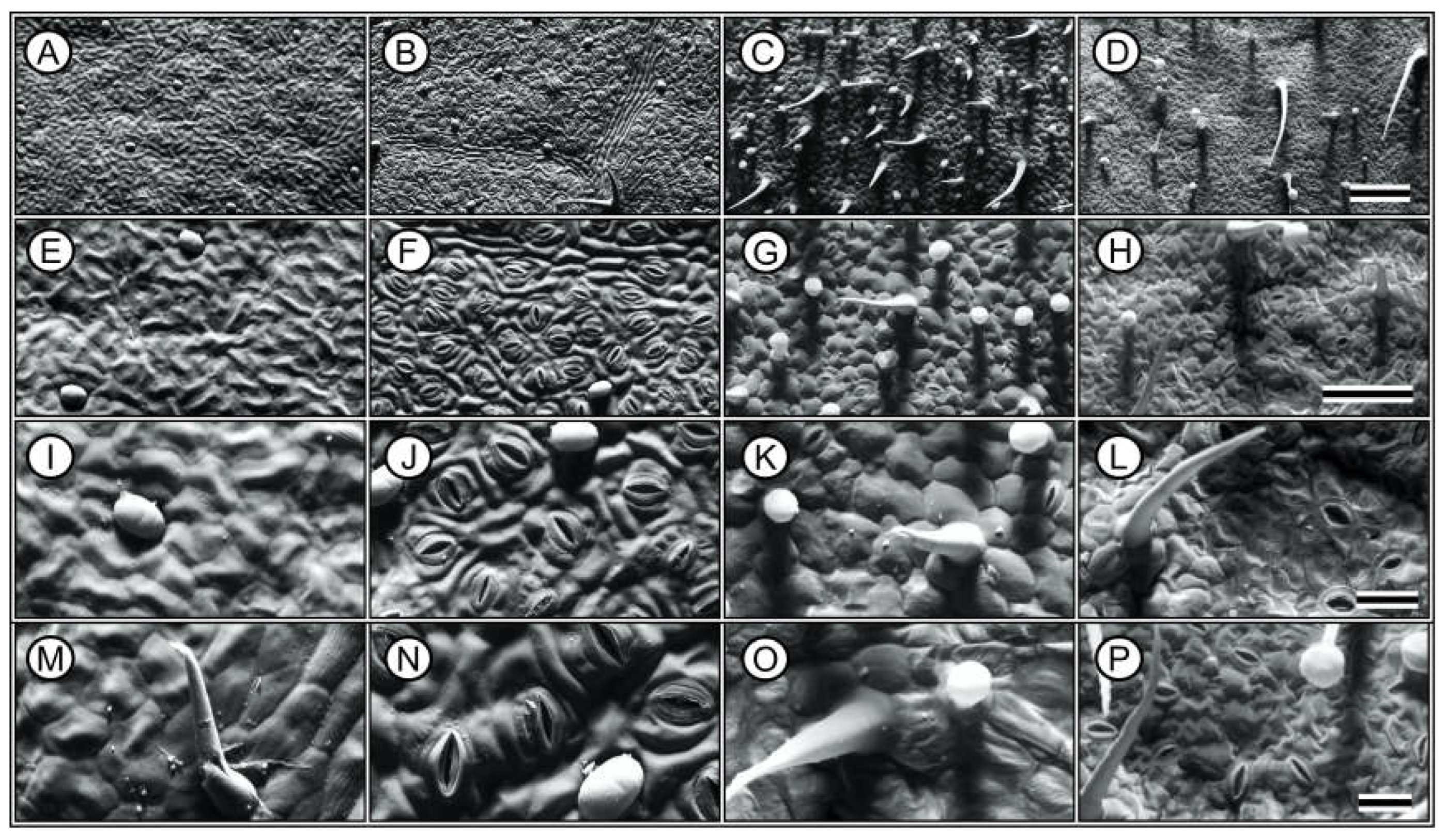 Plants 13 02831 g009