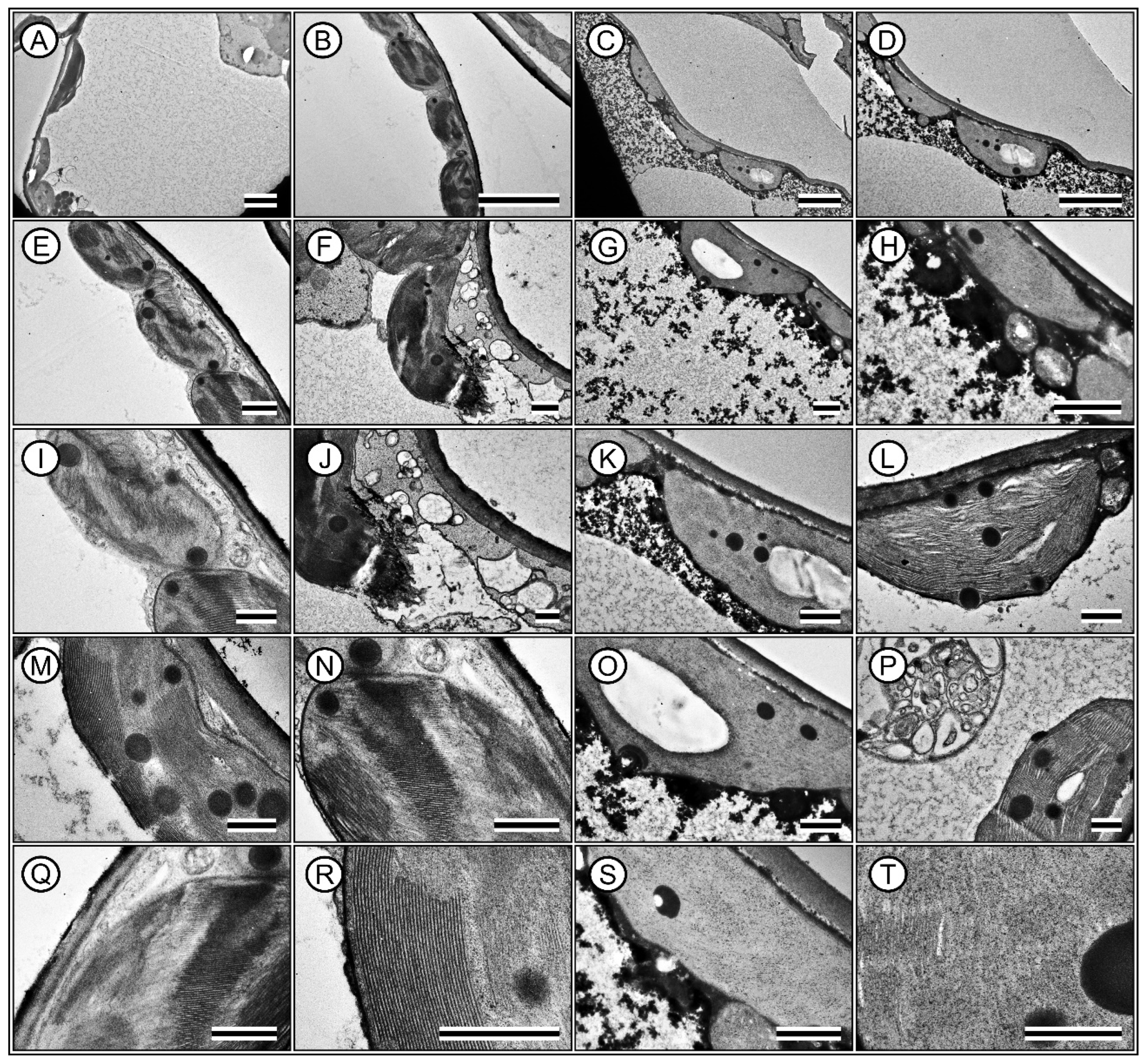 Plants 13 02831 g010