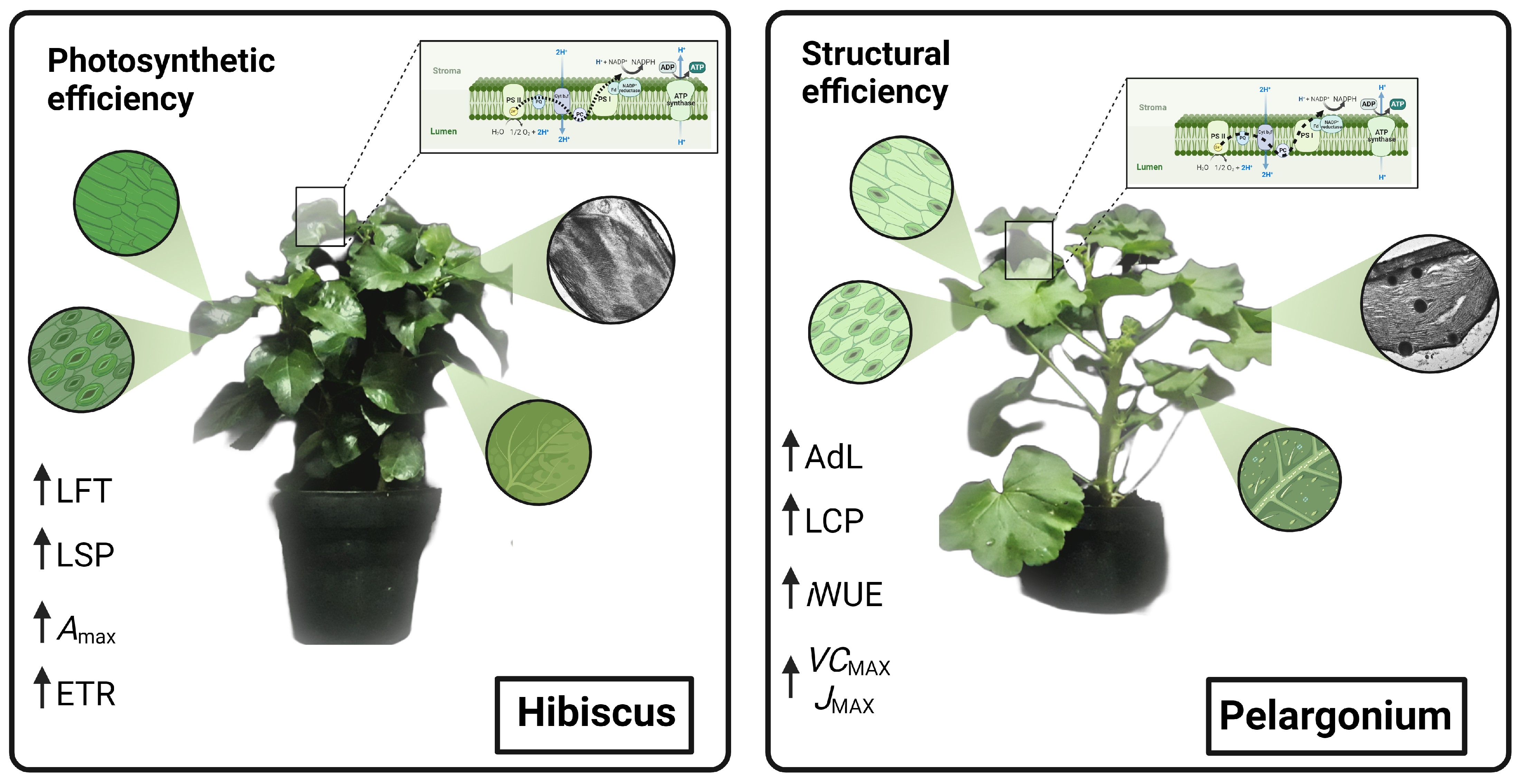 Plants 13 02831 g013