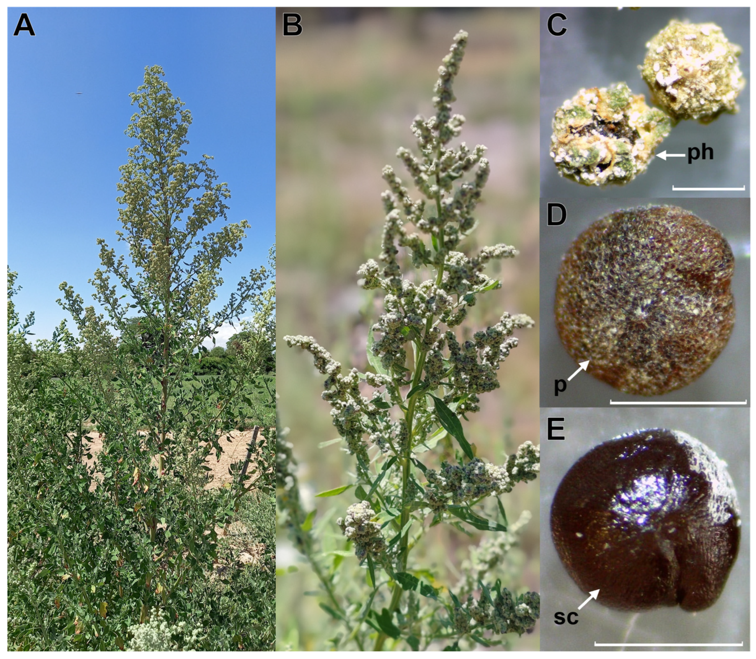 Plants 13 02832 g001