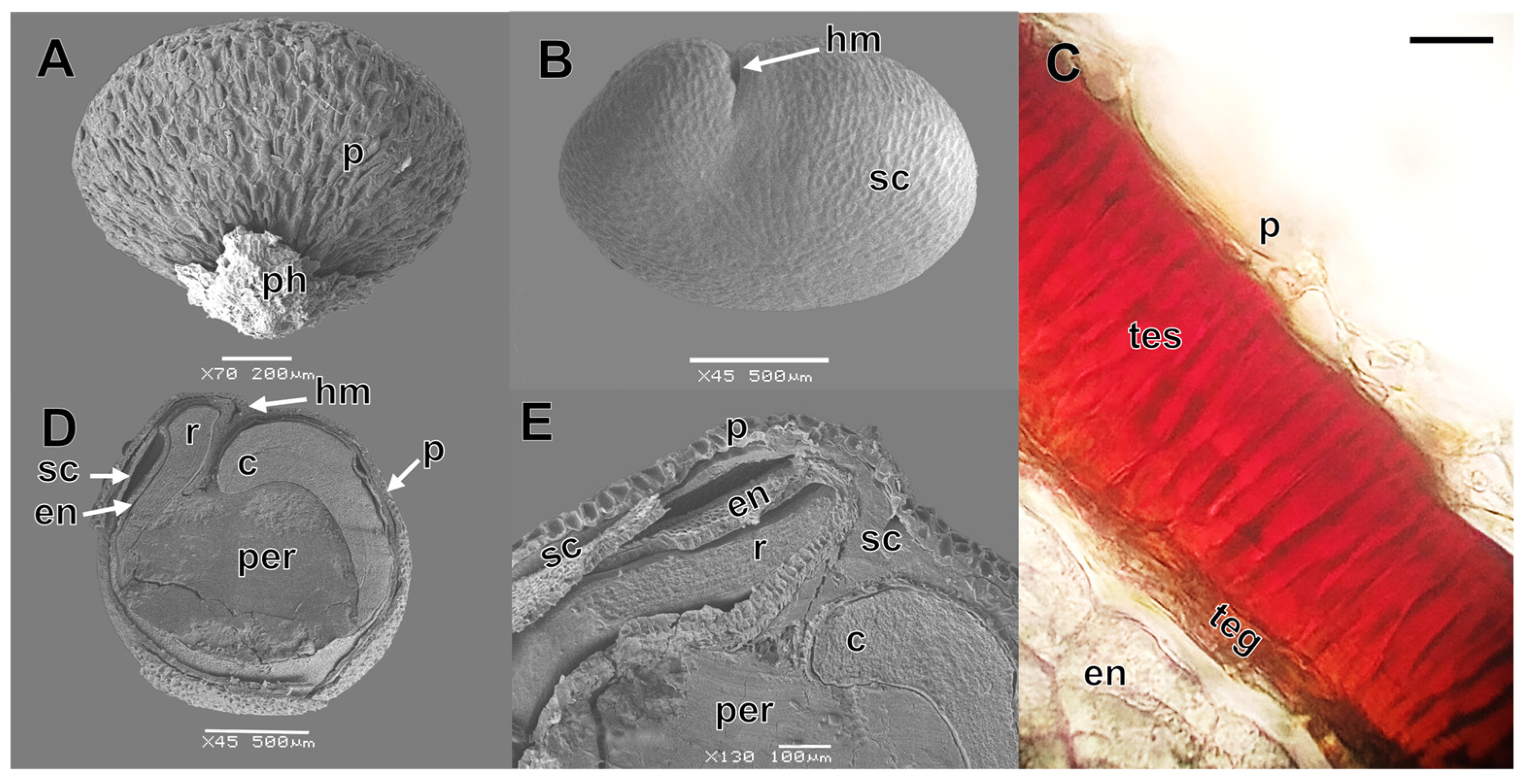 Plants 13 02832 g002