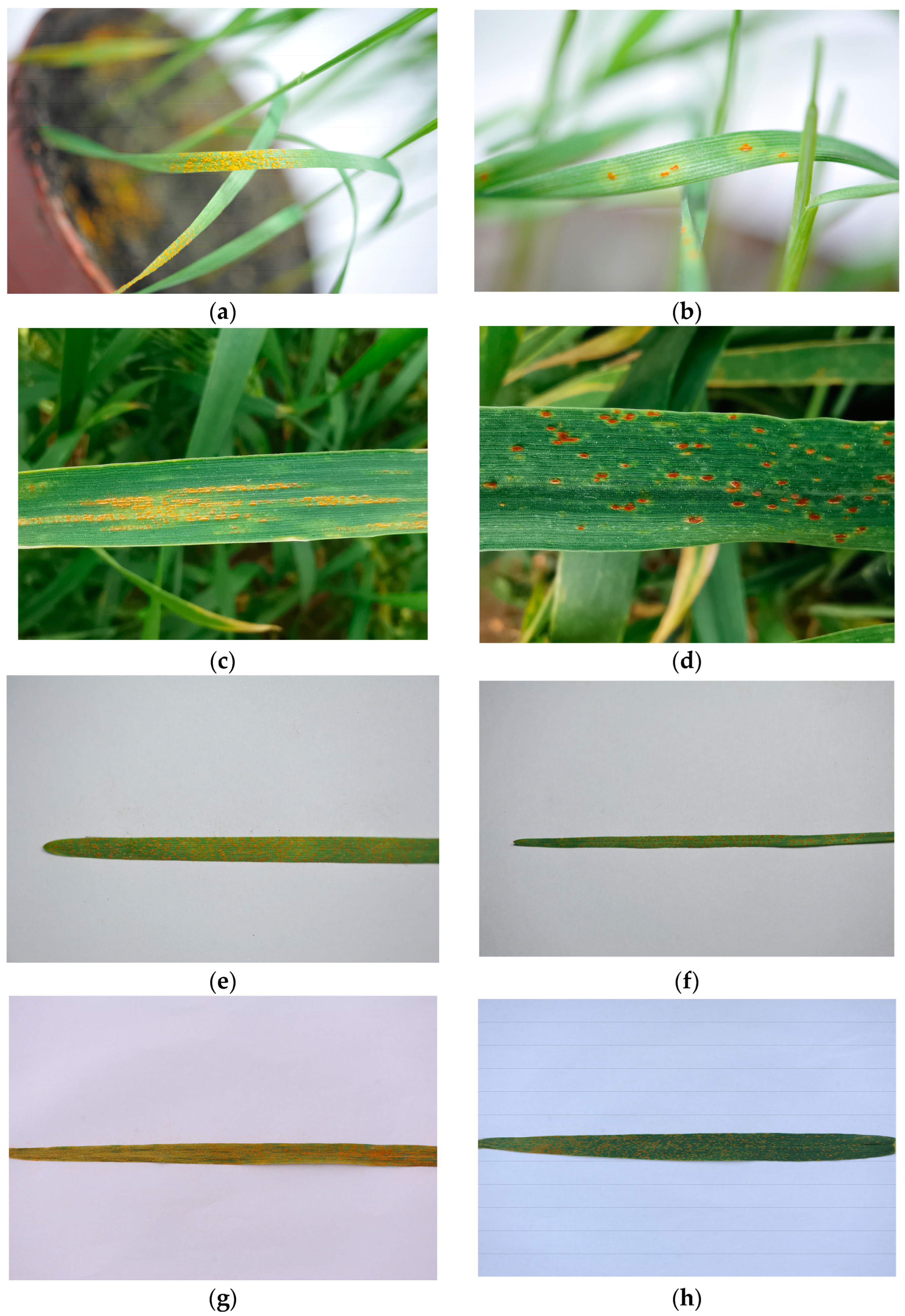 Plants 13 02835 g002