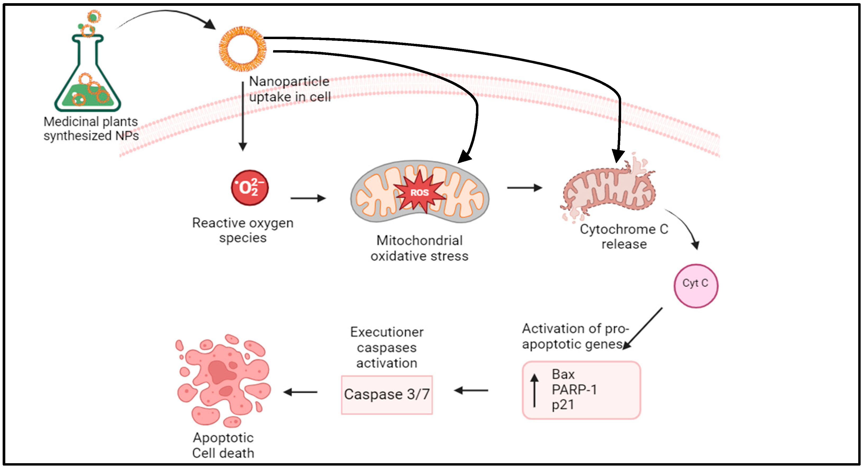 Plants 13 02836 g006