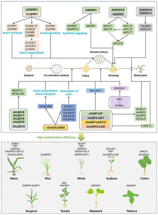 Plants 13 02841 g002