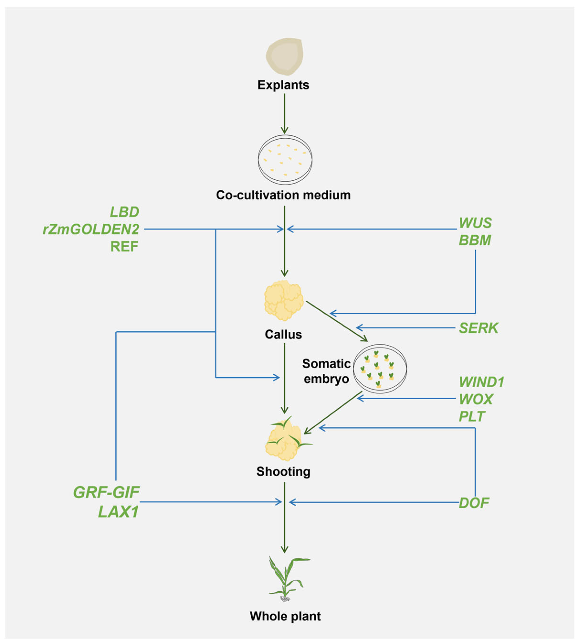 Plants 13 02841 g003