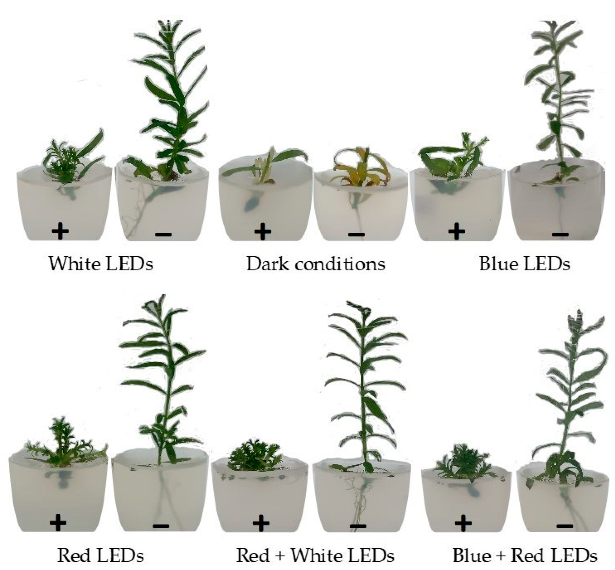Plants 13 02842 g001