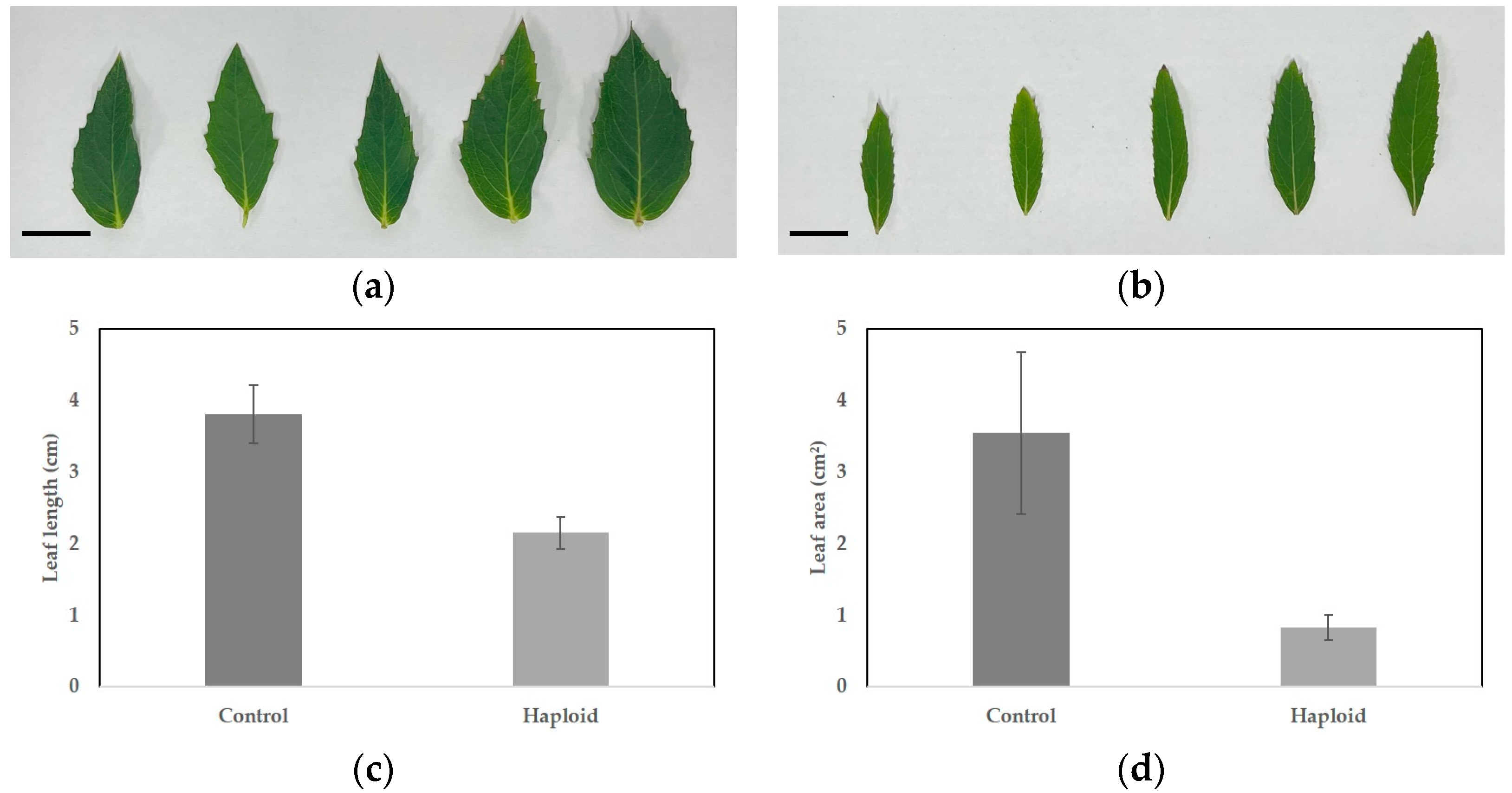 Plants 13 02845 g006