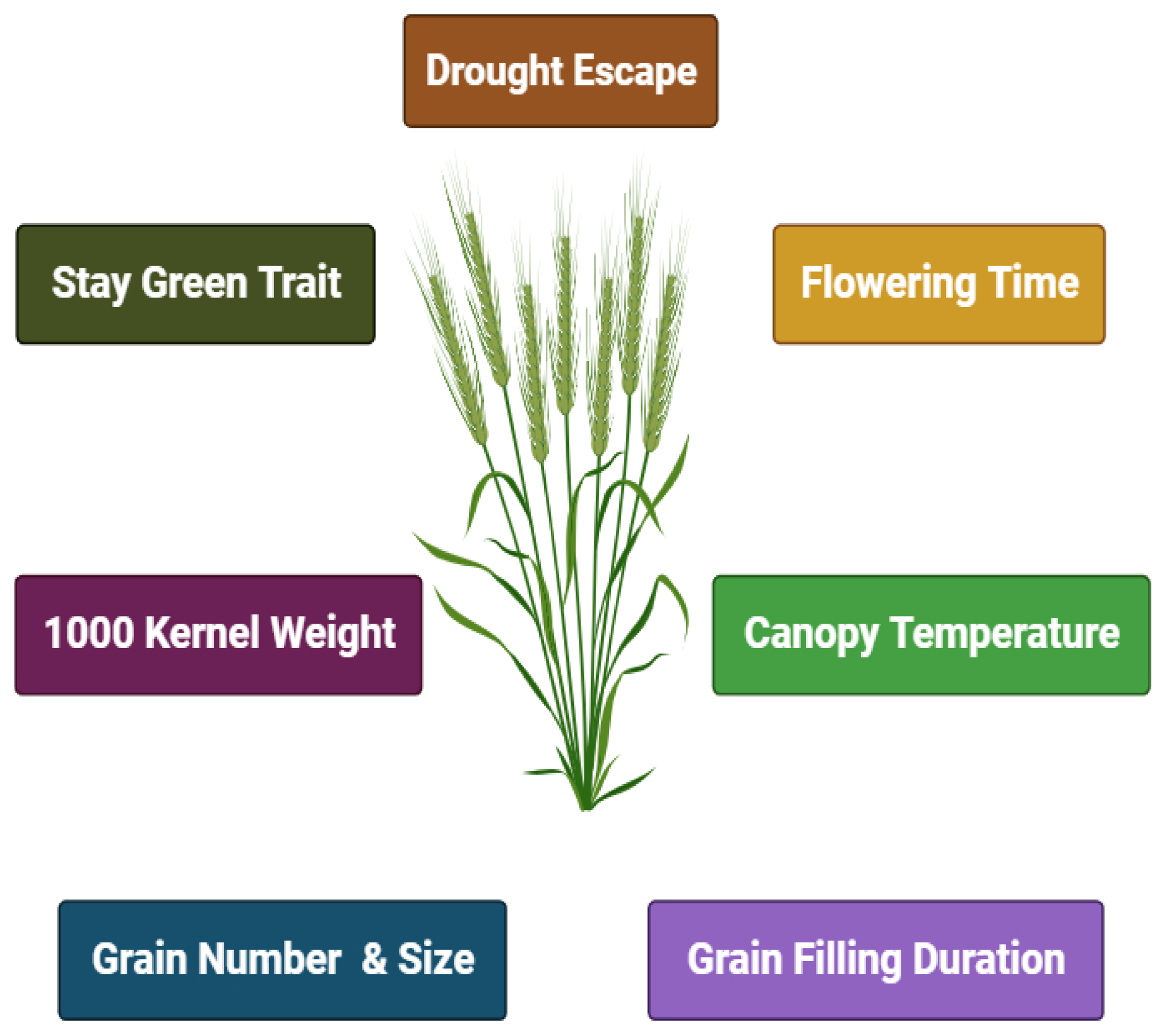 Plants 13 02855 g001