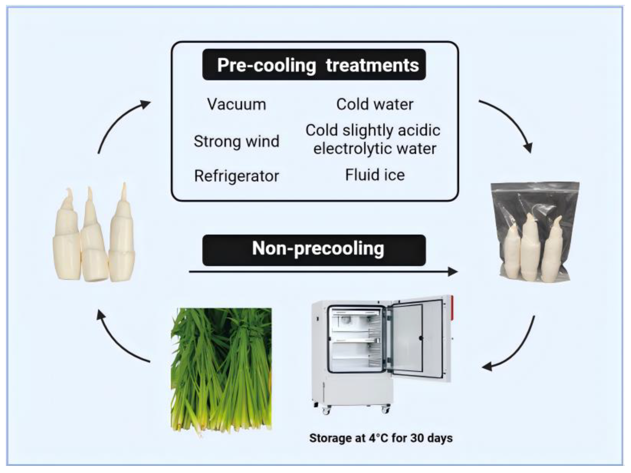 Plants 13 02856 g001