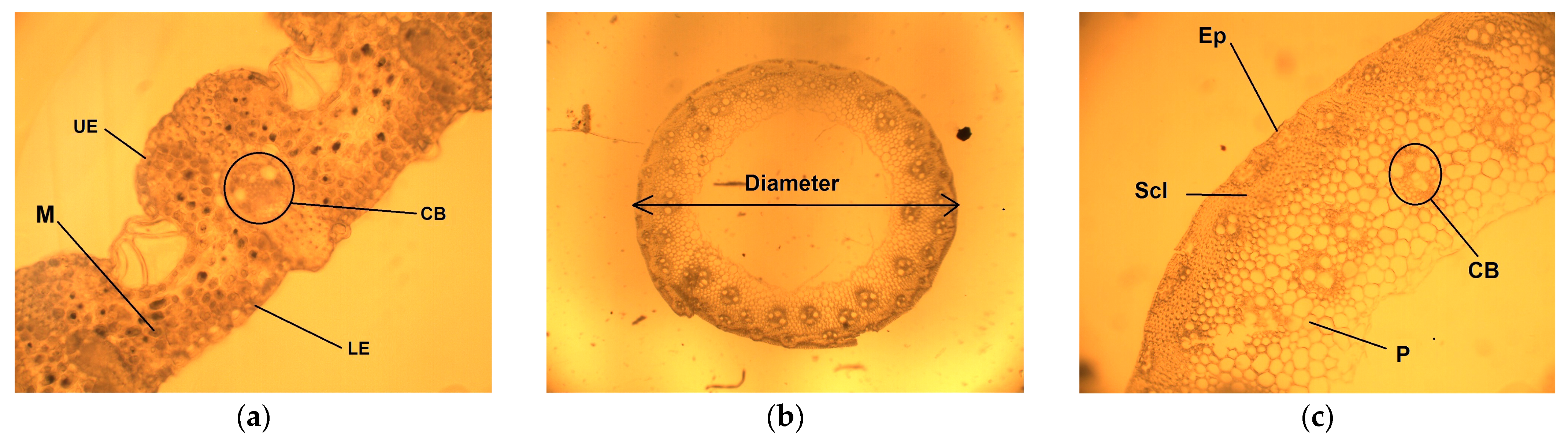 Plants 13 02860 g005 Plants 13 02860 g005