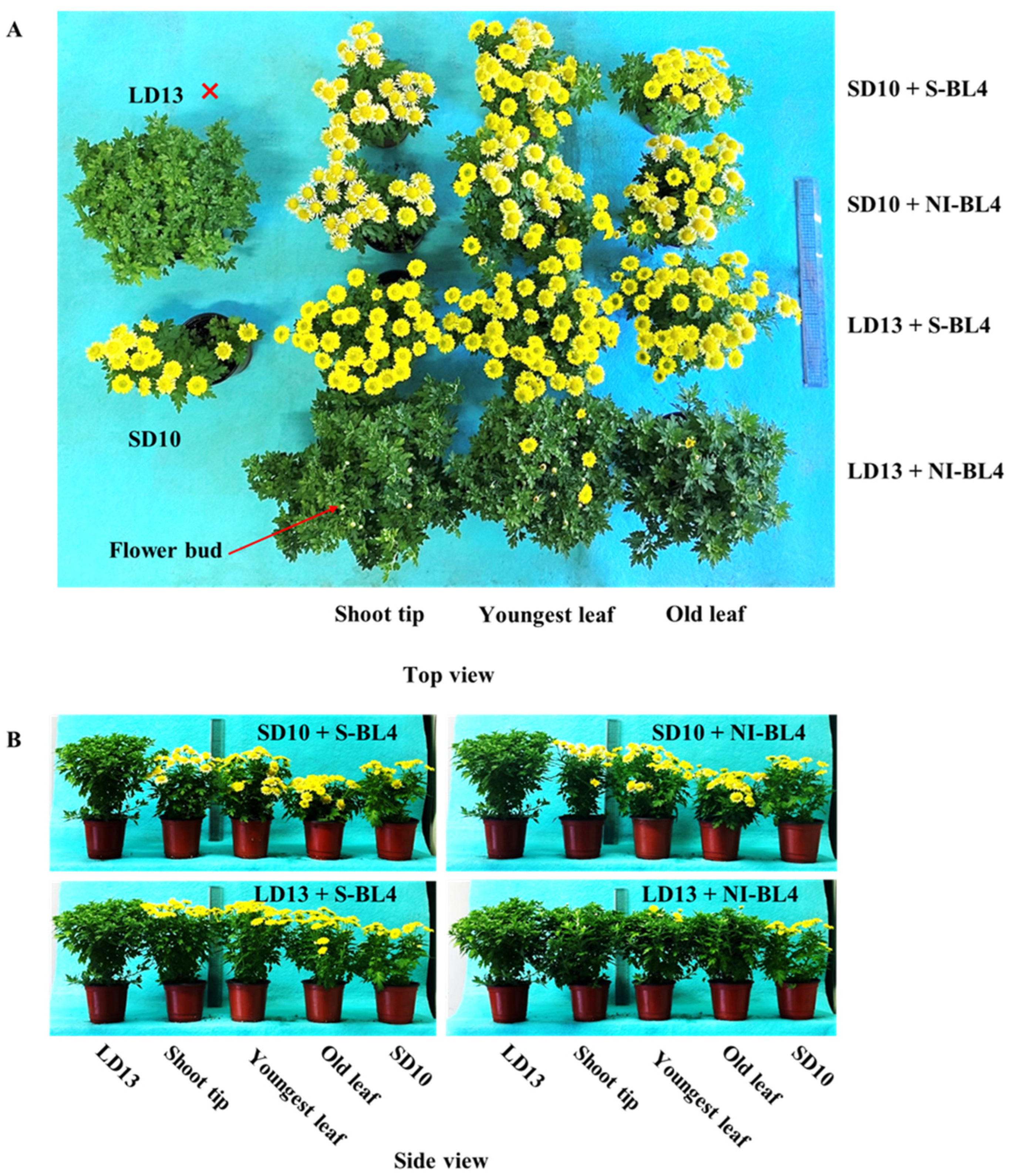 Plants 13 02874 g001