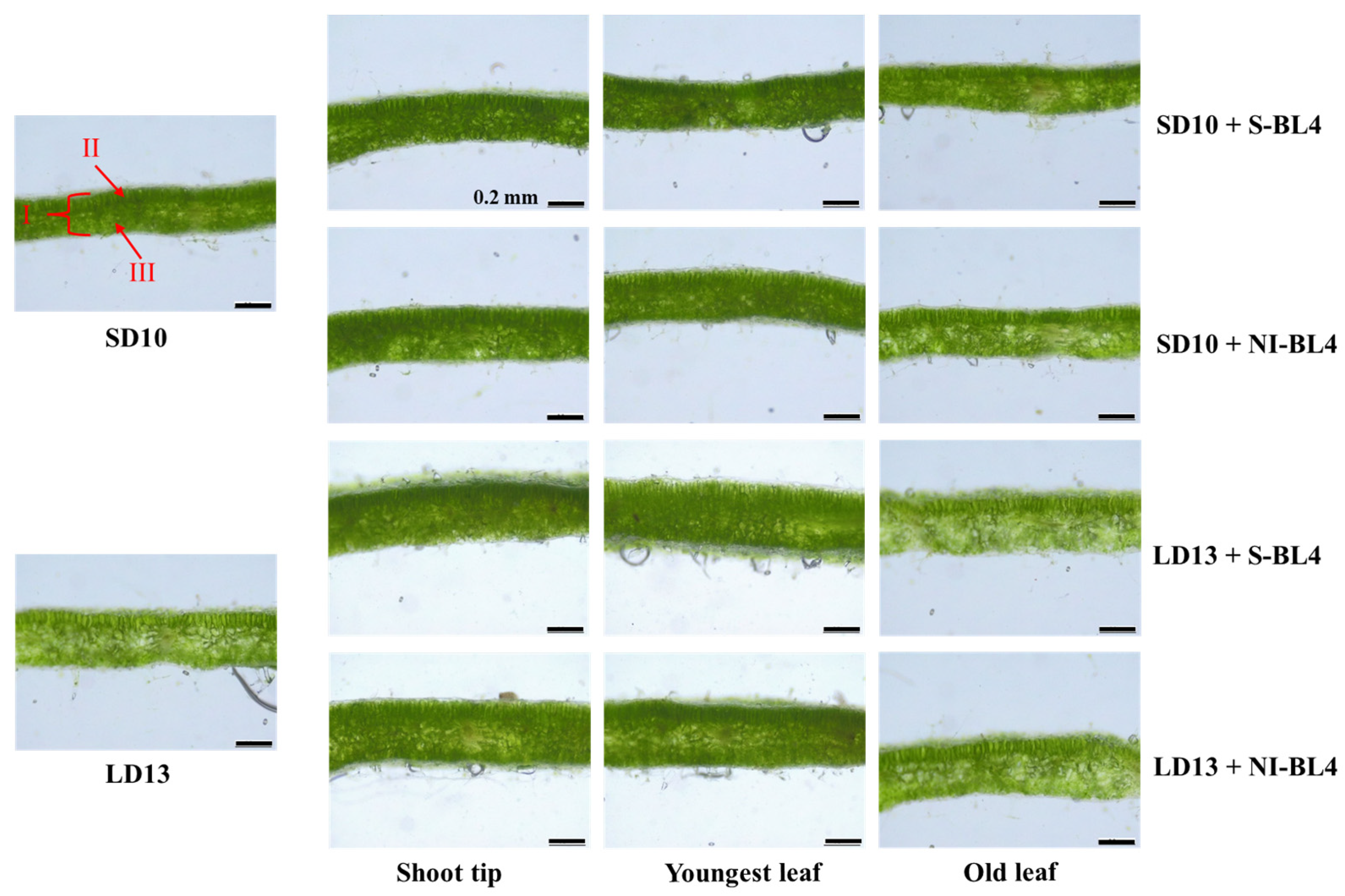 Plants 13 02874 g003