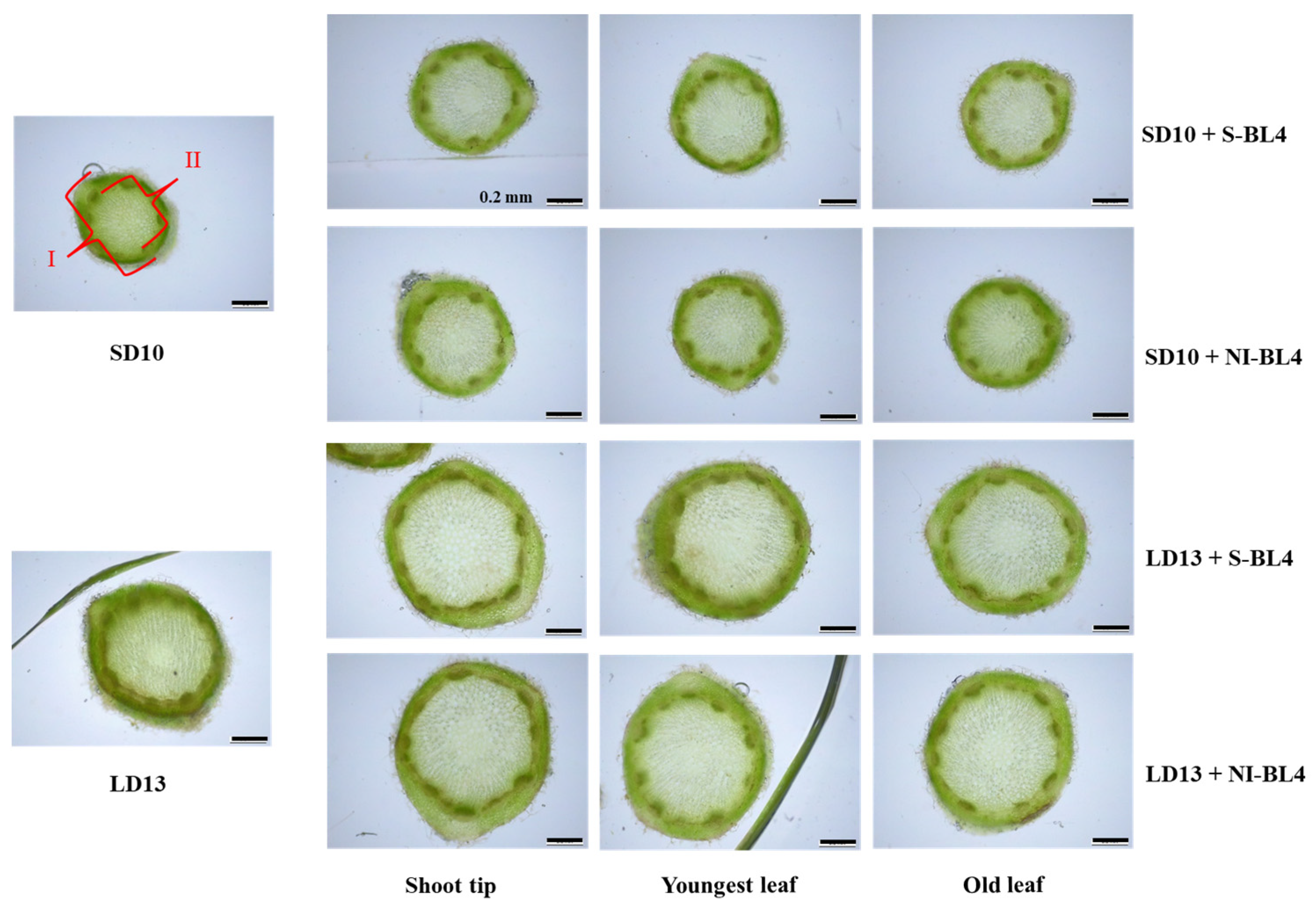 Plants 13 02874 g005