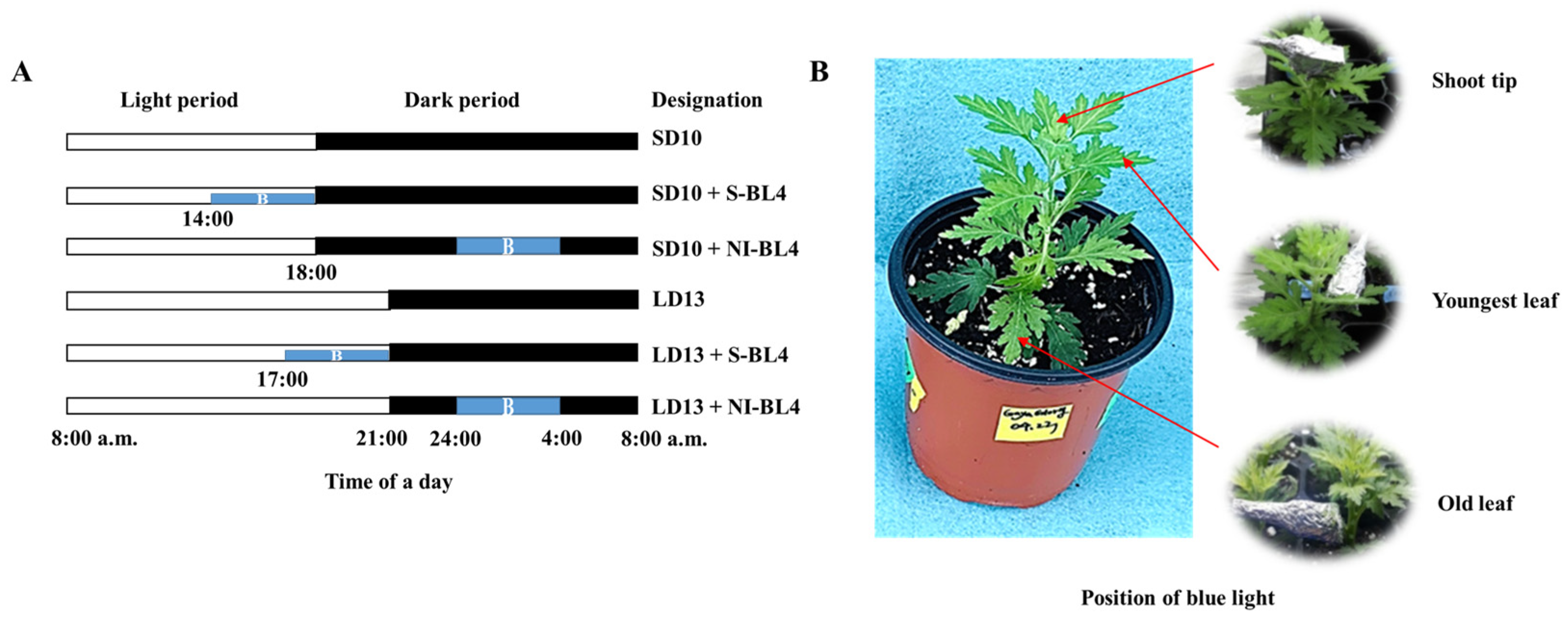 Plants 13 02874 g009