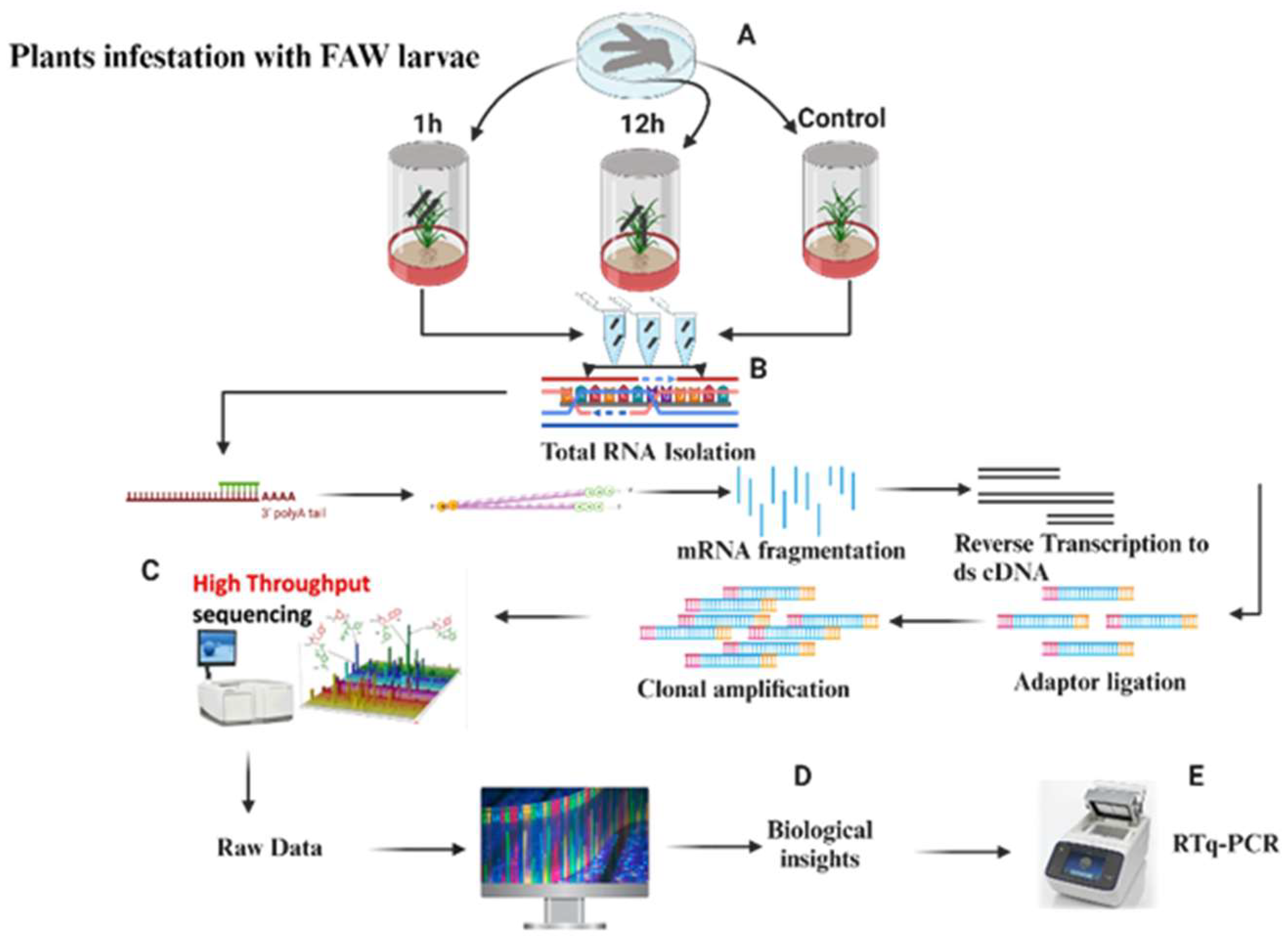 Plants 13 02879 g001