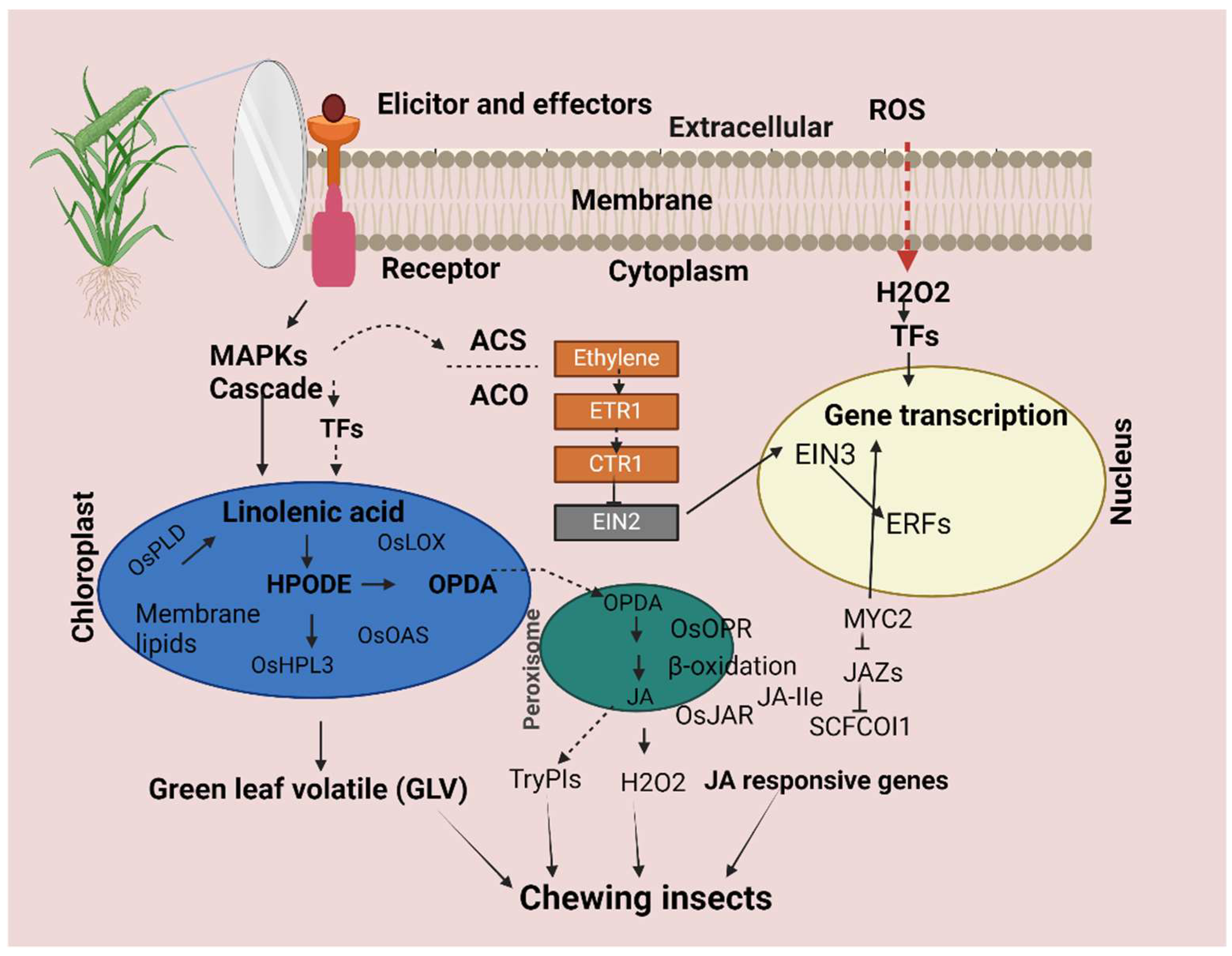 Plants 13 02879 g011