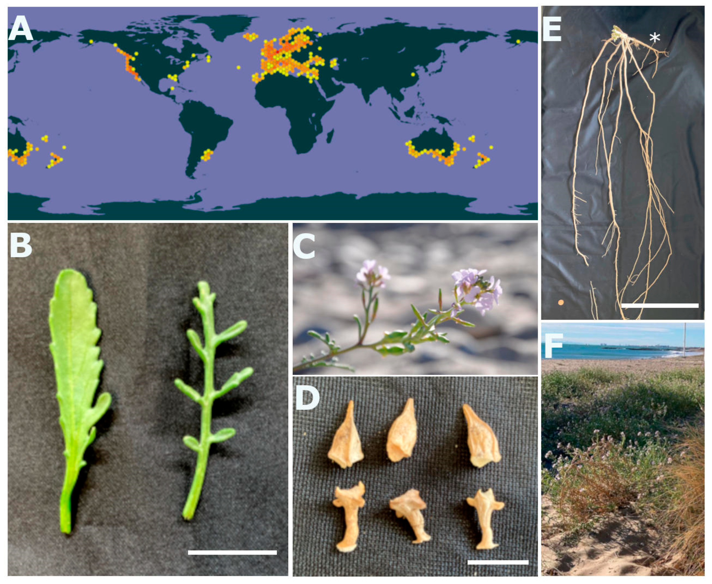 Plants 13 02880 g001