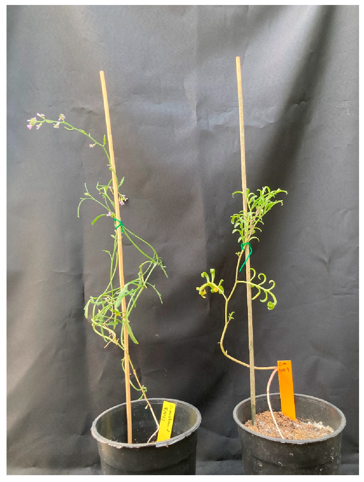 Plants 13 02880 g002