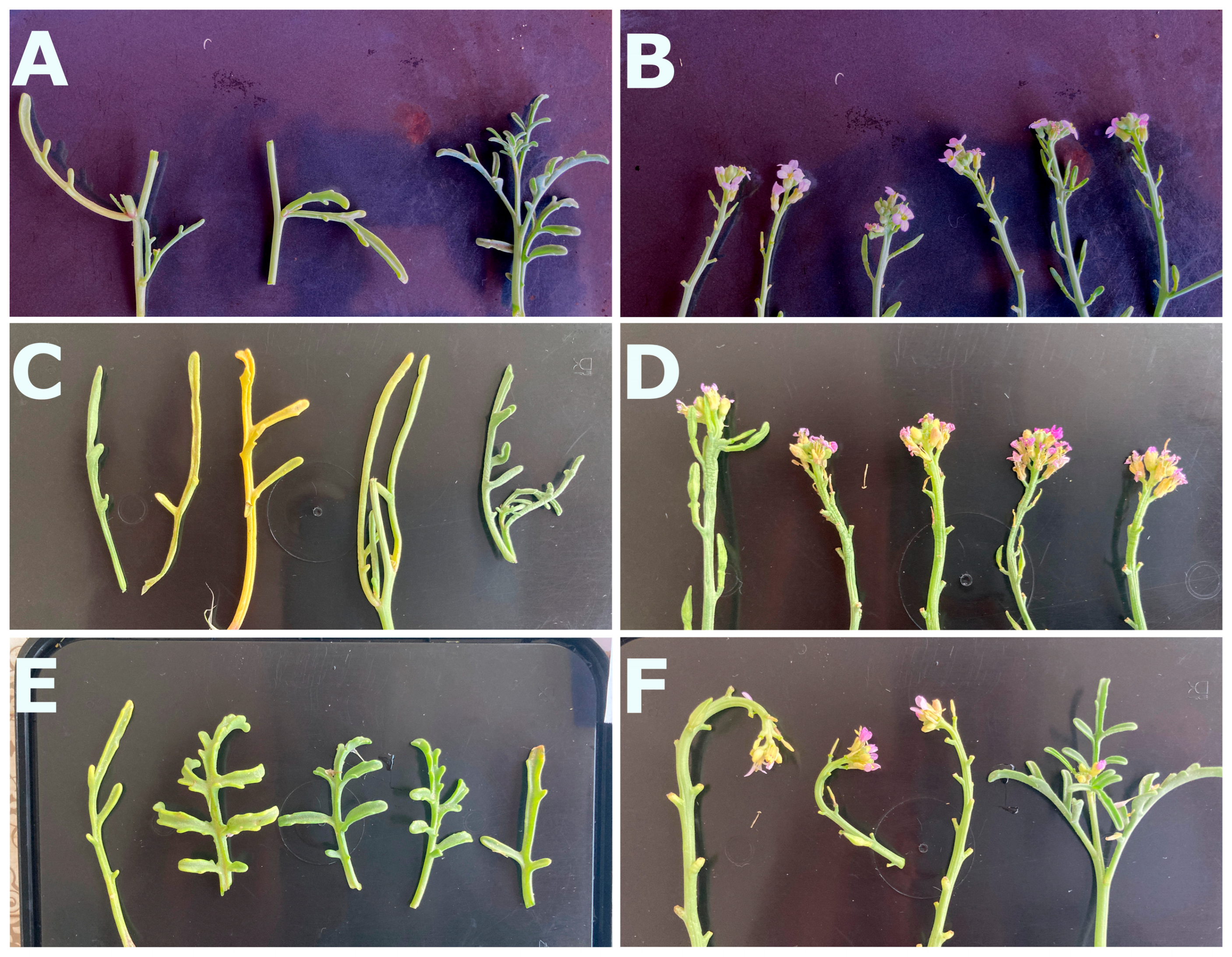 Plants 13 02880 g003