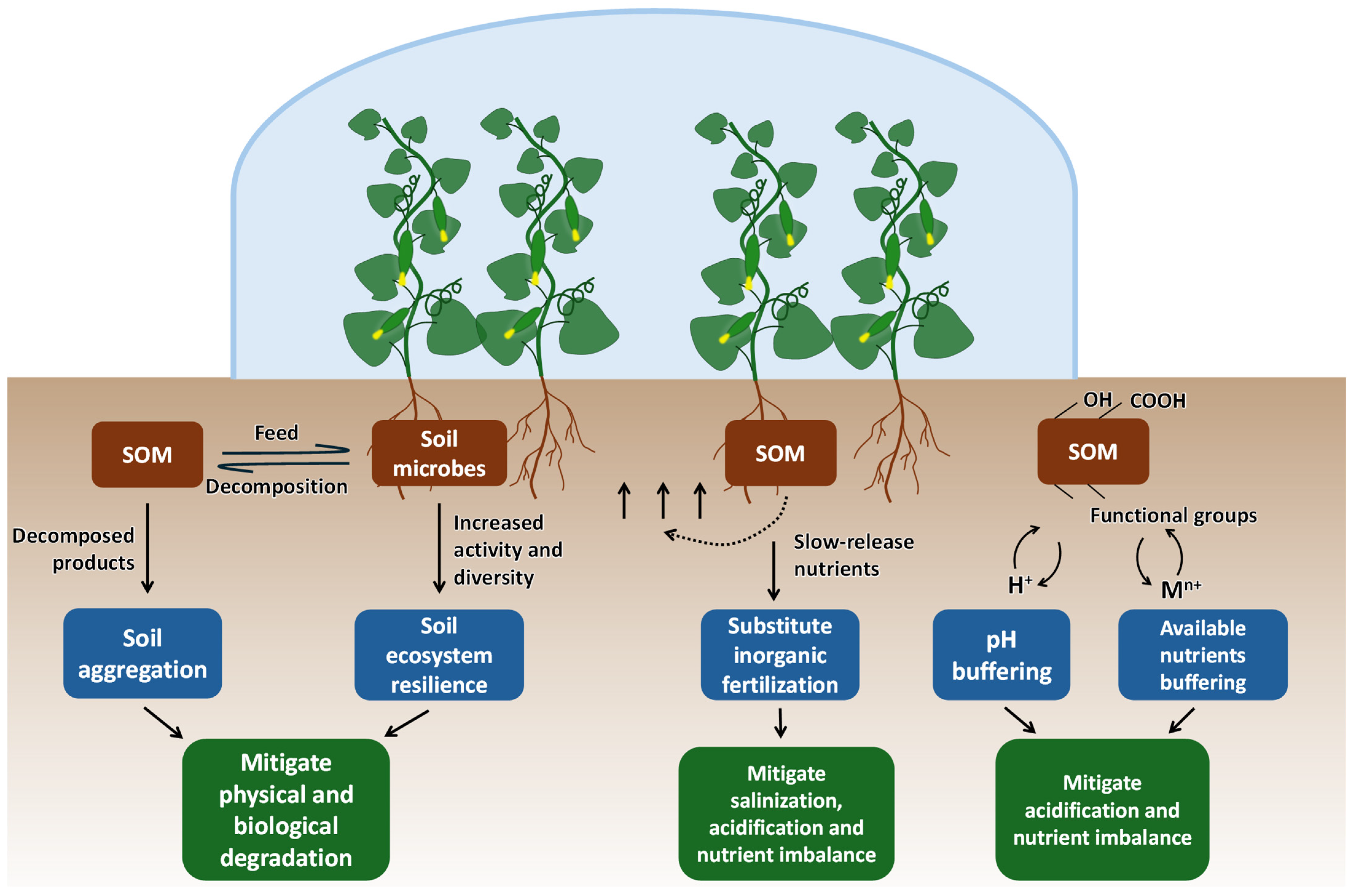 Plants 13 02885 g002
